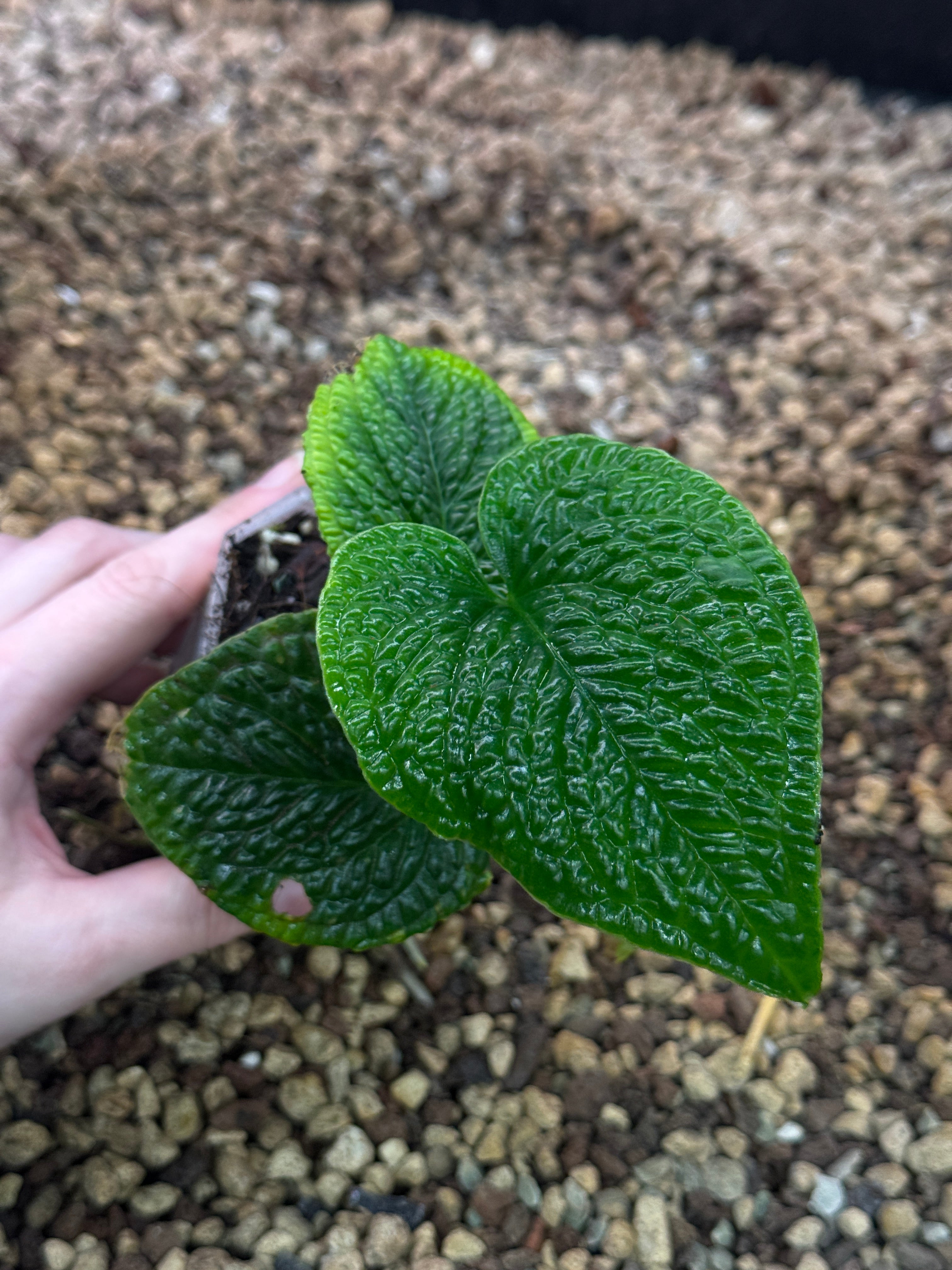 Anthurium Splendidum
