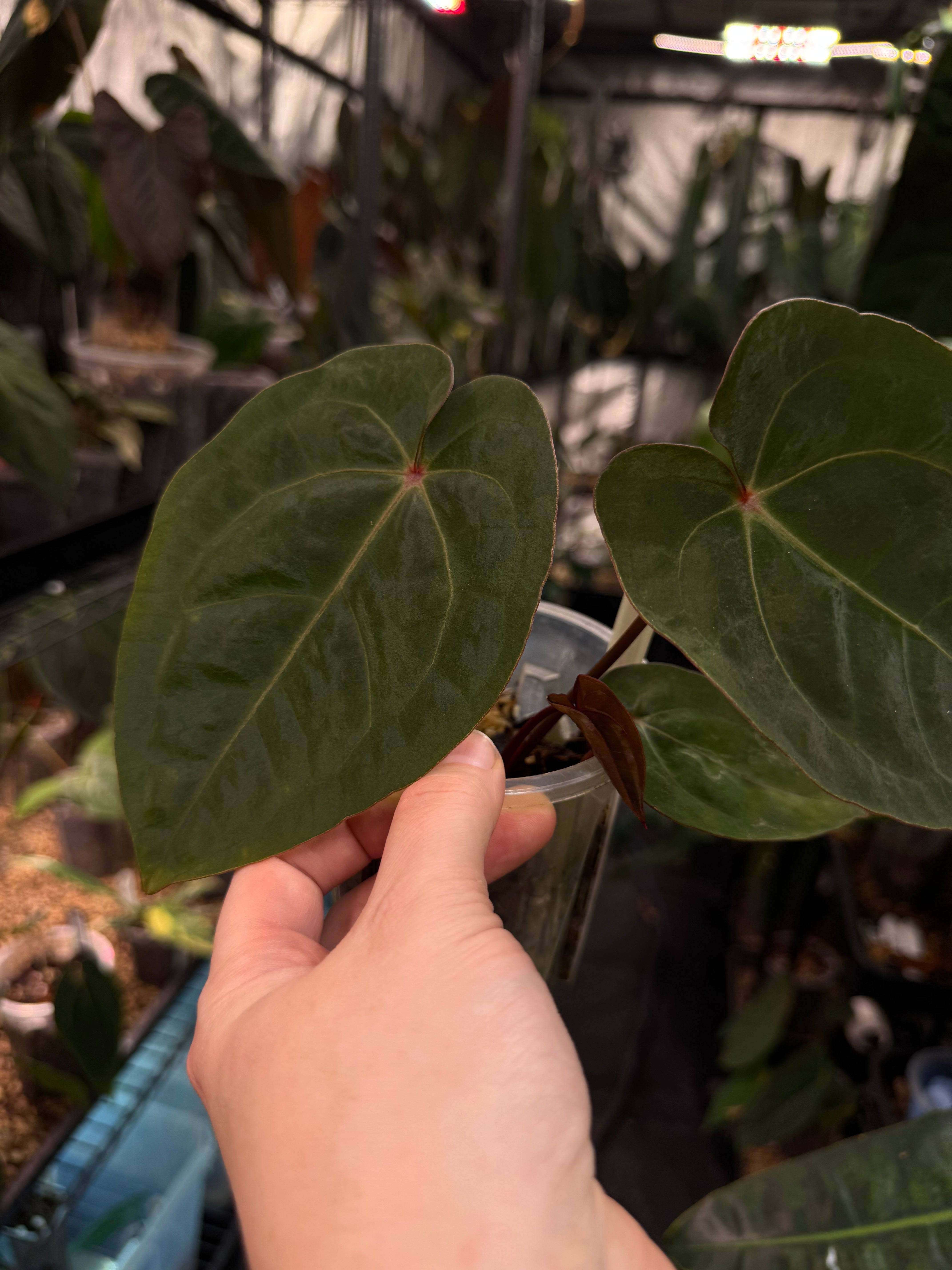 Anthurium ‘Blood Moon’ - SMUKHI