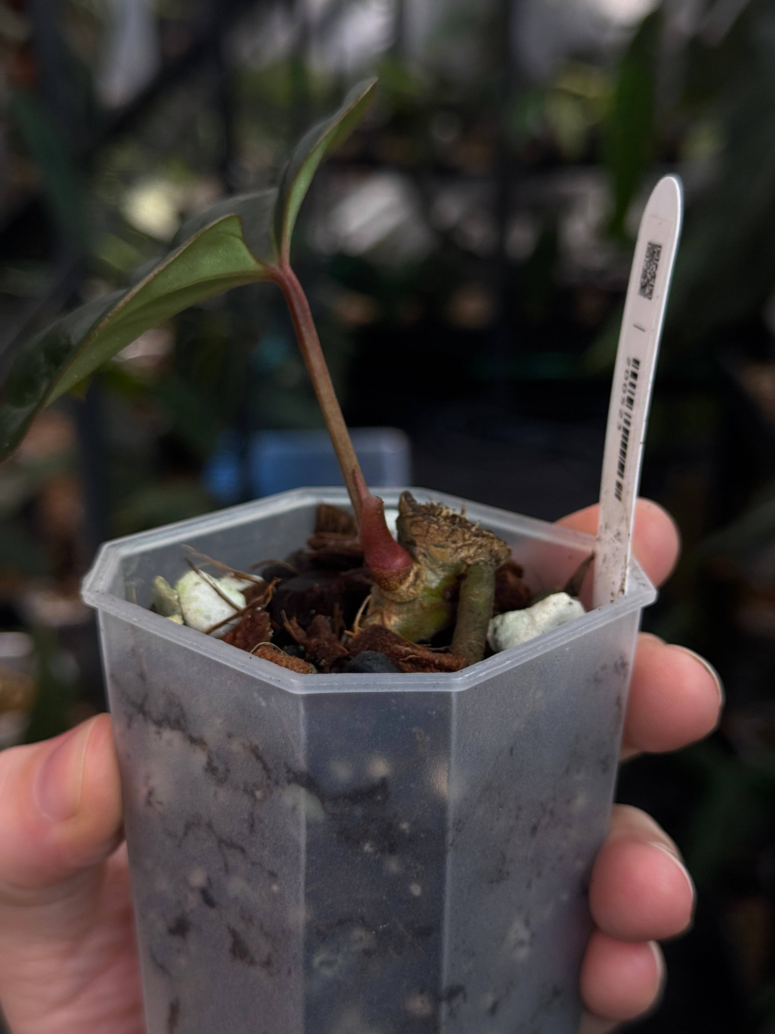 Anthurium Besseae aff x Luxurians - SMUKHI