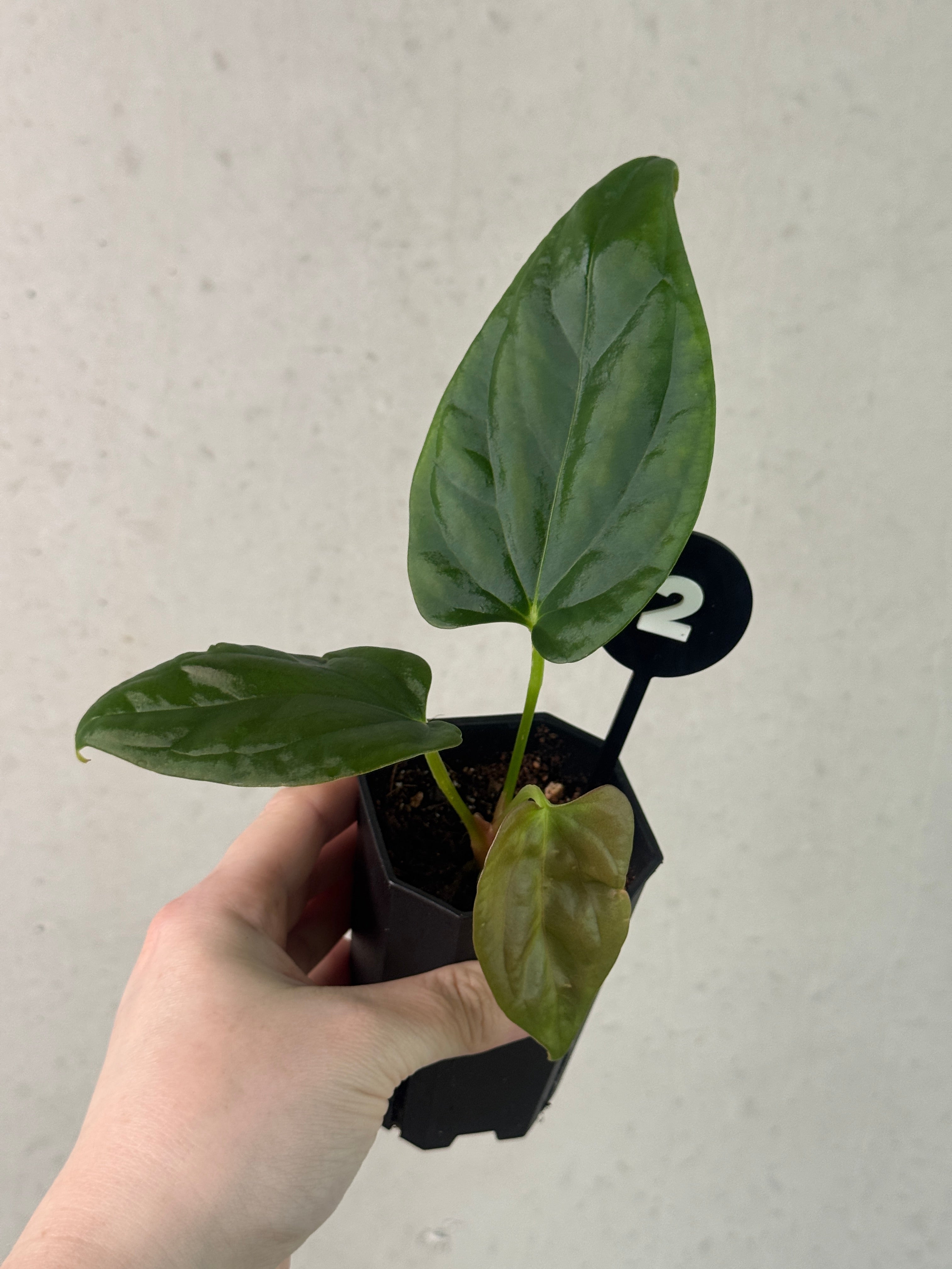 Anthurium Mr. Worldwide x Debile