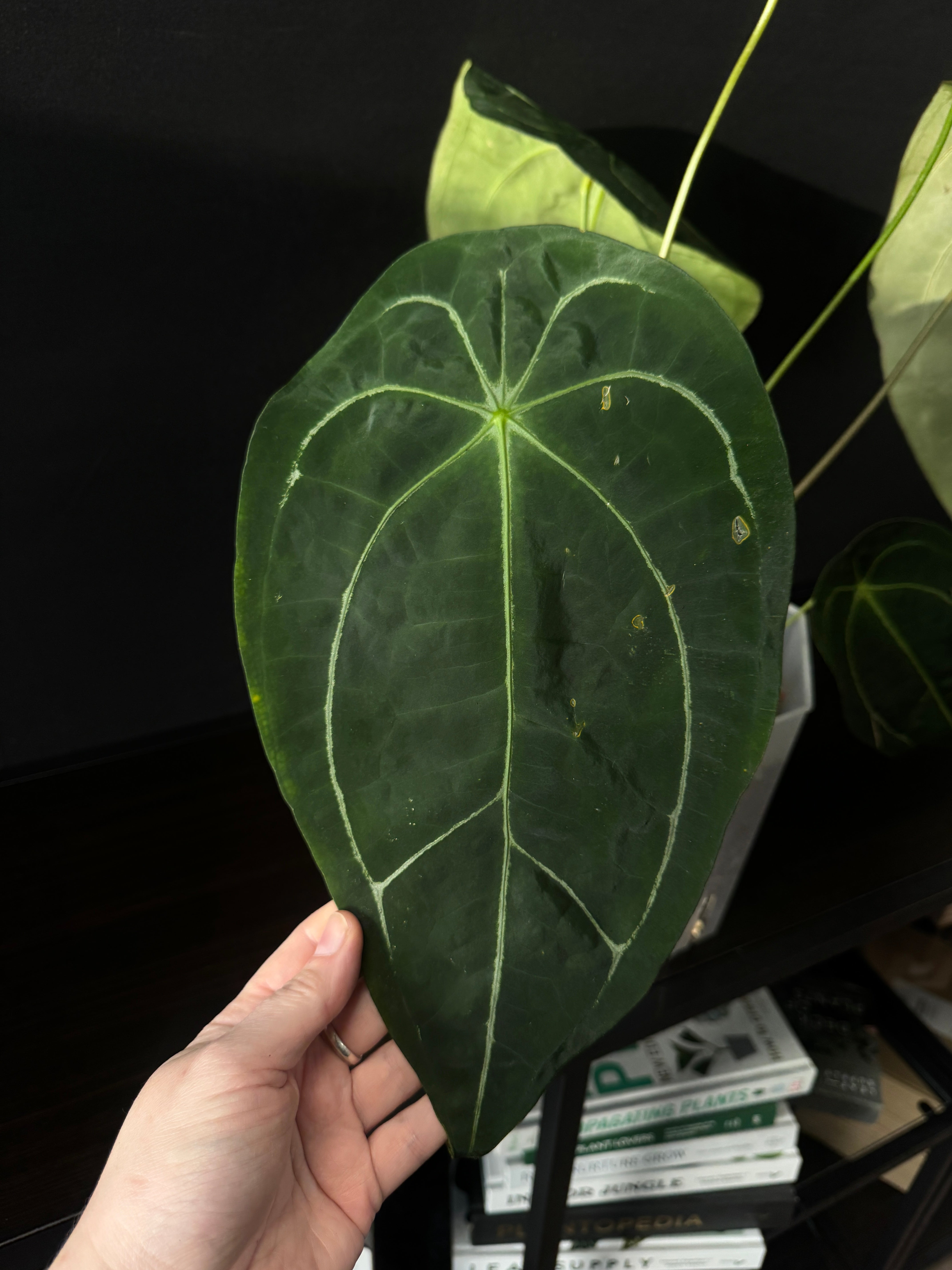 Anthurium Forgetii x (hybrid)