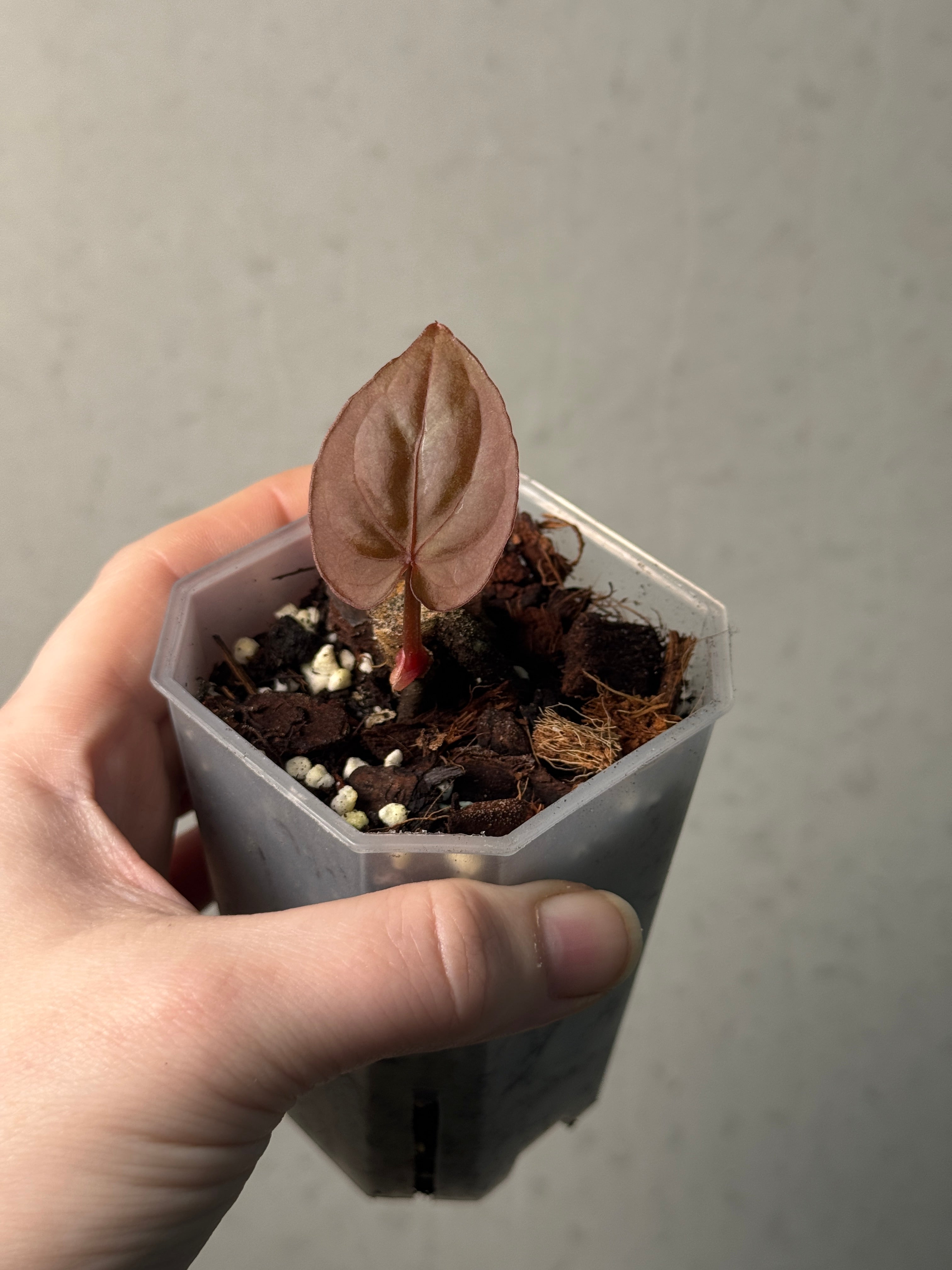 Anthurium Dressleri ‘Windy’ x RG F2 - Clone - SMUKHI