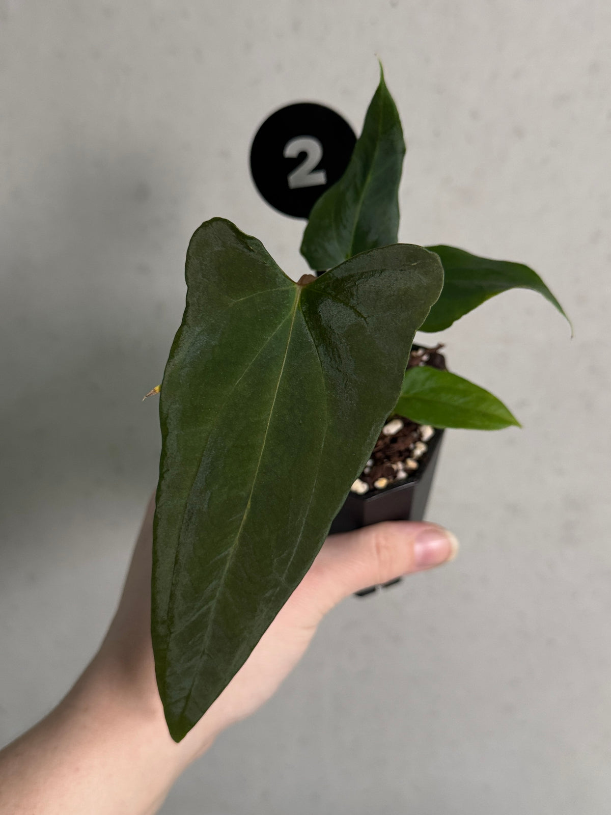 Crystallinaminum Anthurium FSxRL 'Shadow Reaper' x 'Grim Reaper' plant with dark, glossy leaves and vibrant spadix.