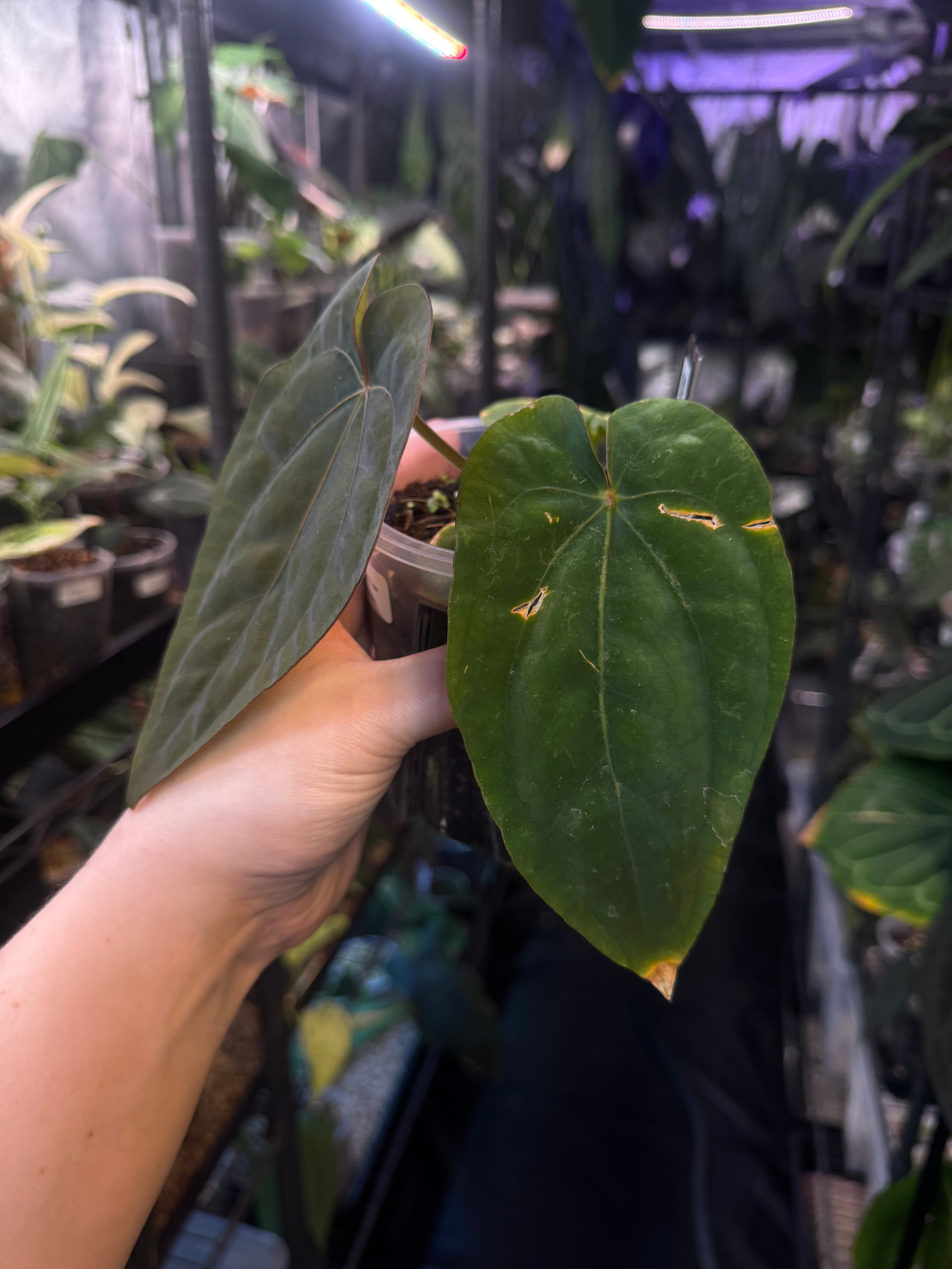 NFS: Anthurium Dressleri RG F3 clone