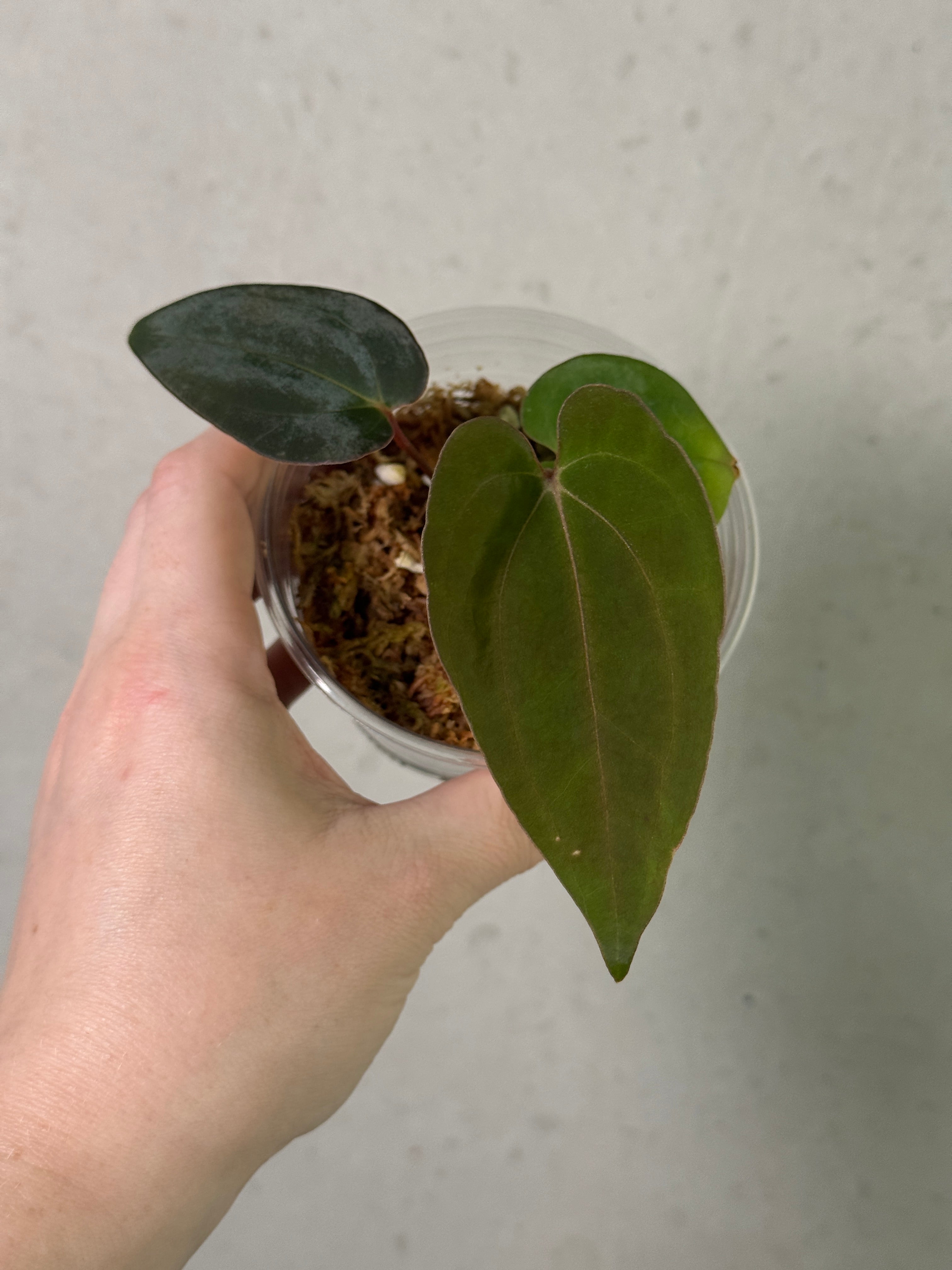 Anthurium Carlablackiae RD3 x FSxRL 'Grim Reaper' - Clone