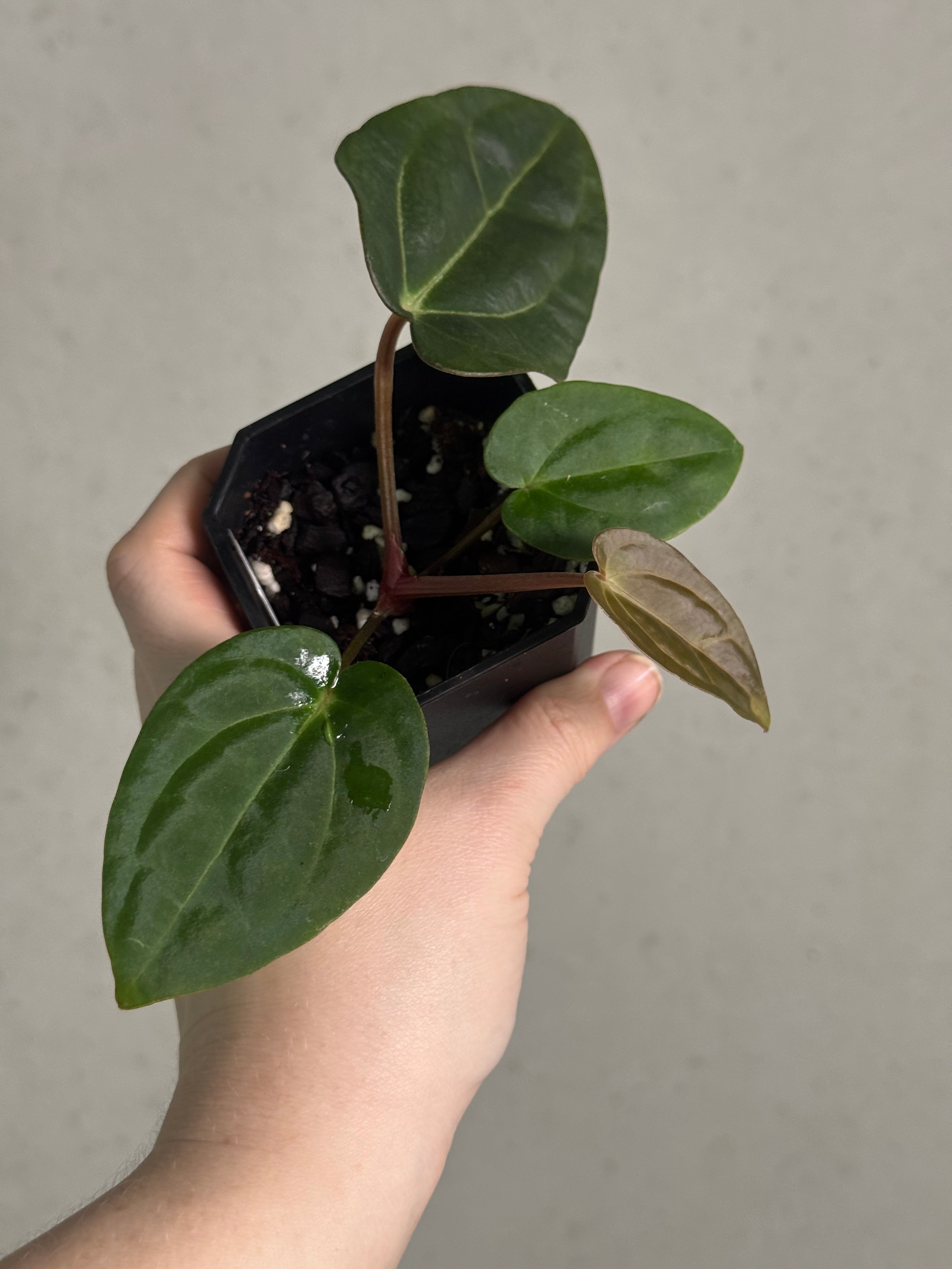 Anthurium Carlablackiae RA10 S1 x Dressleri ‘Obsidian’ - SMUKHI