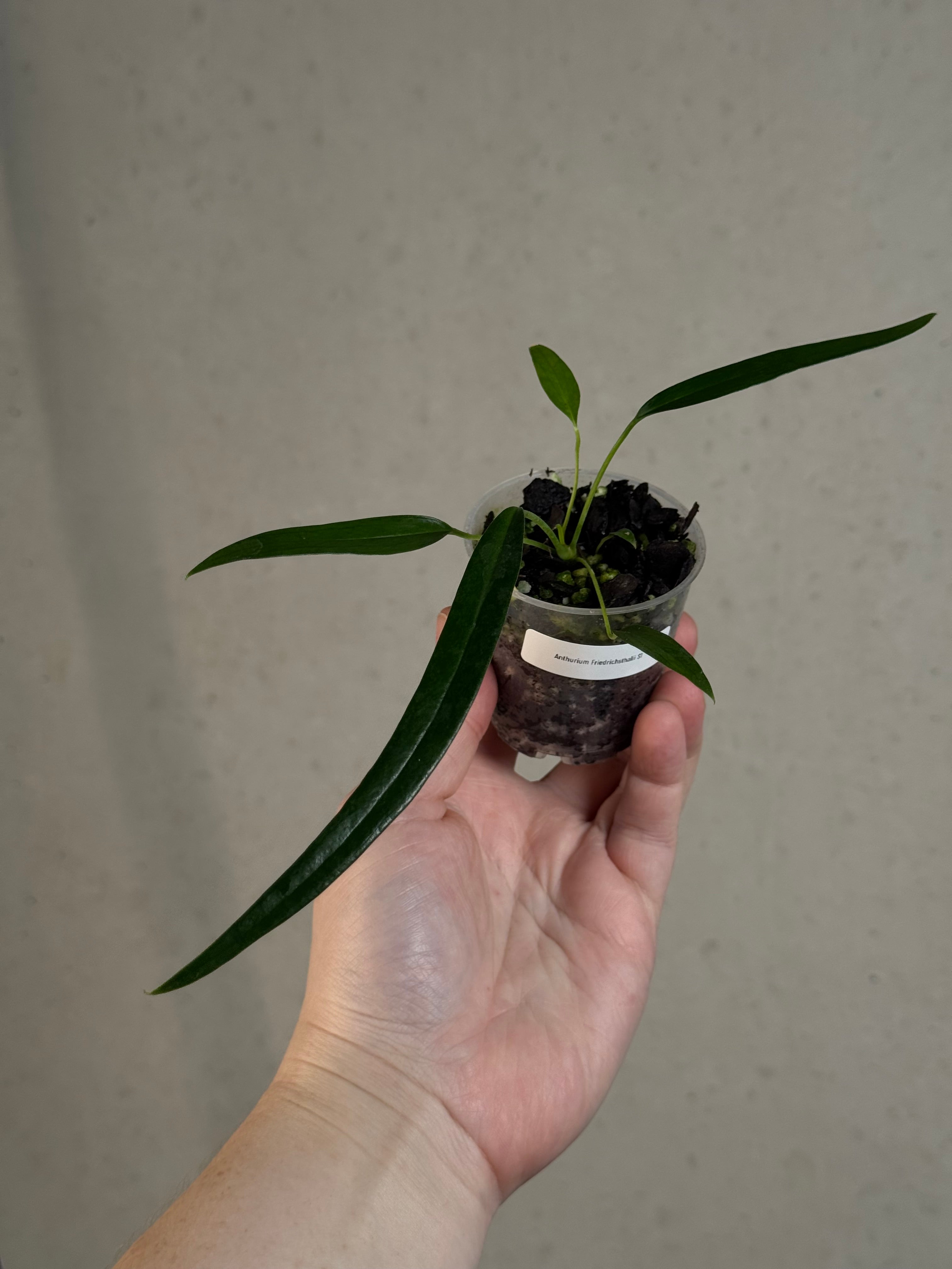 Anthurium Friedrichsthalii S1