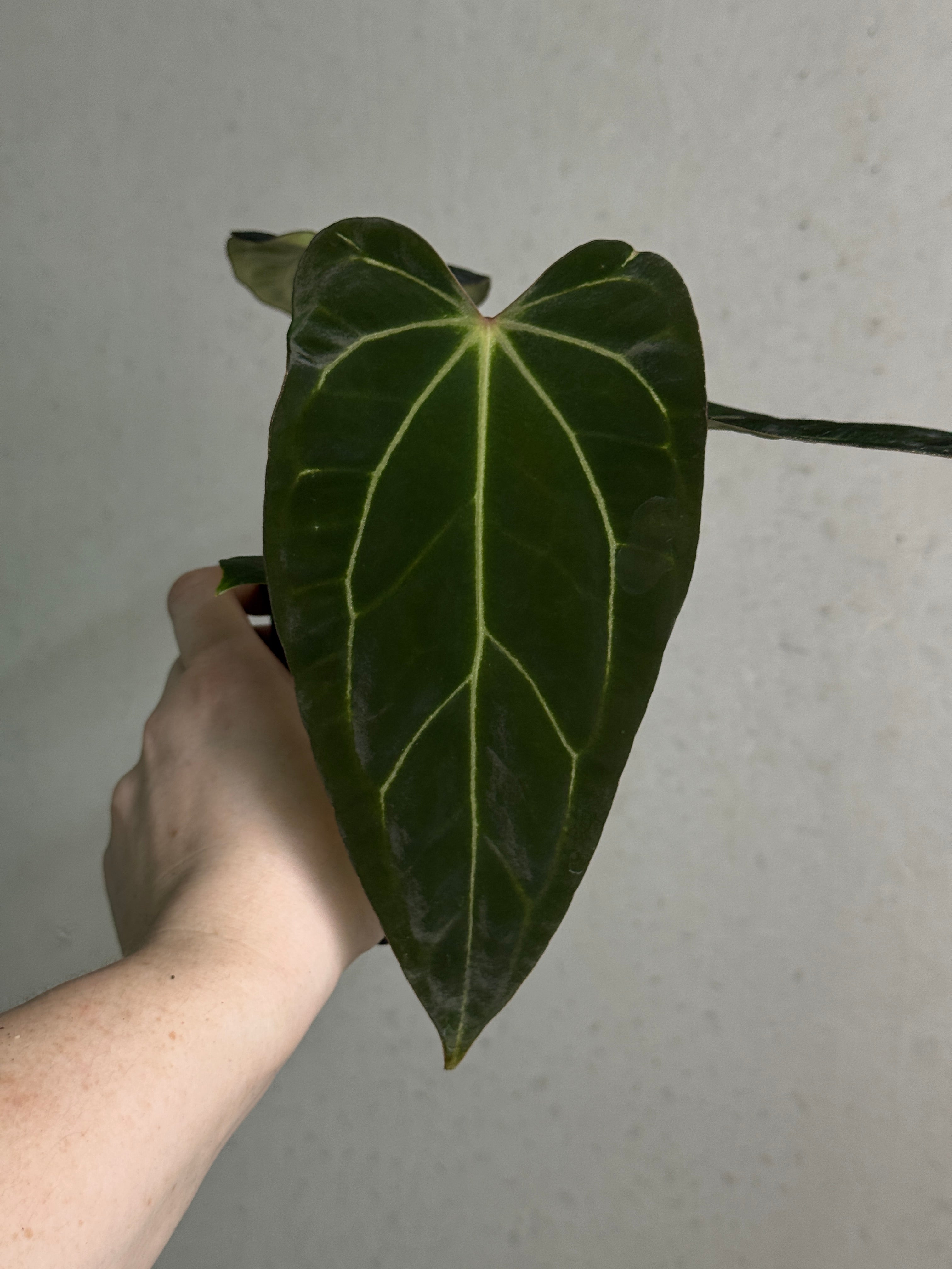 Anthurium Carlablackiae RA10 x sp. Nov DF - Rare Finds for Refined
