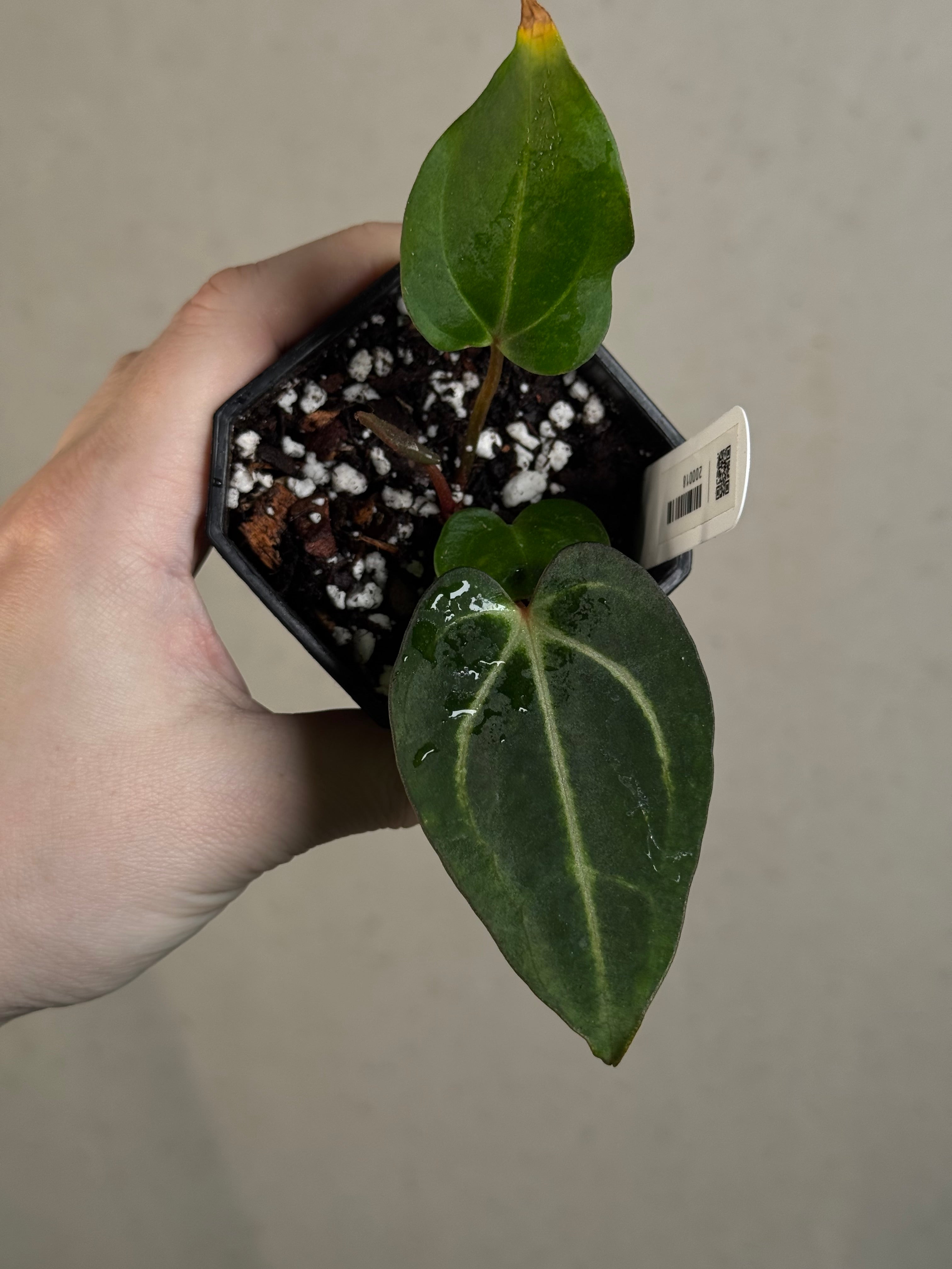 Anthurium Carlablackiae PM2 x PM1 - Pre-order