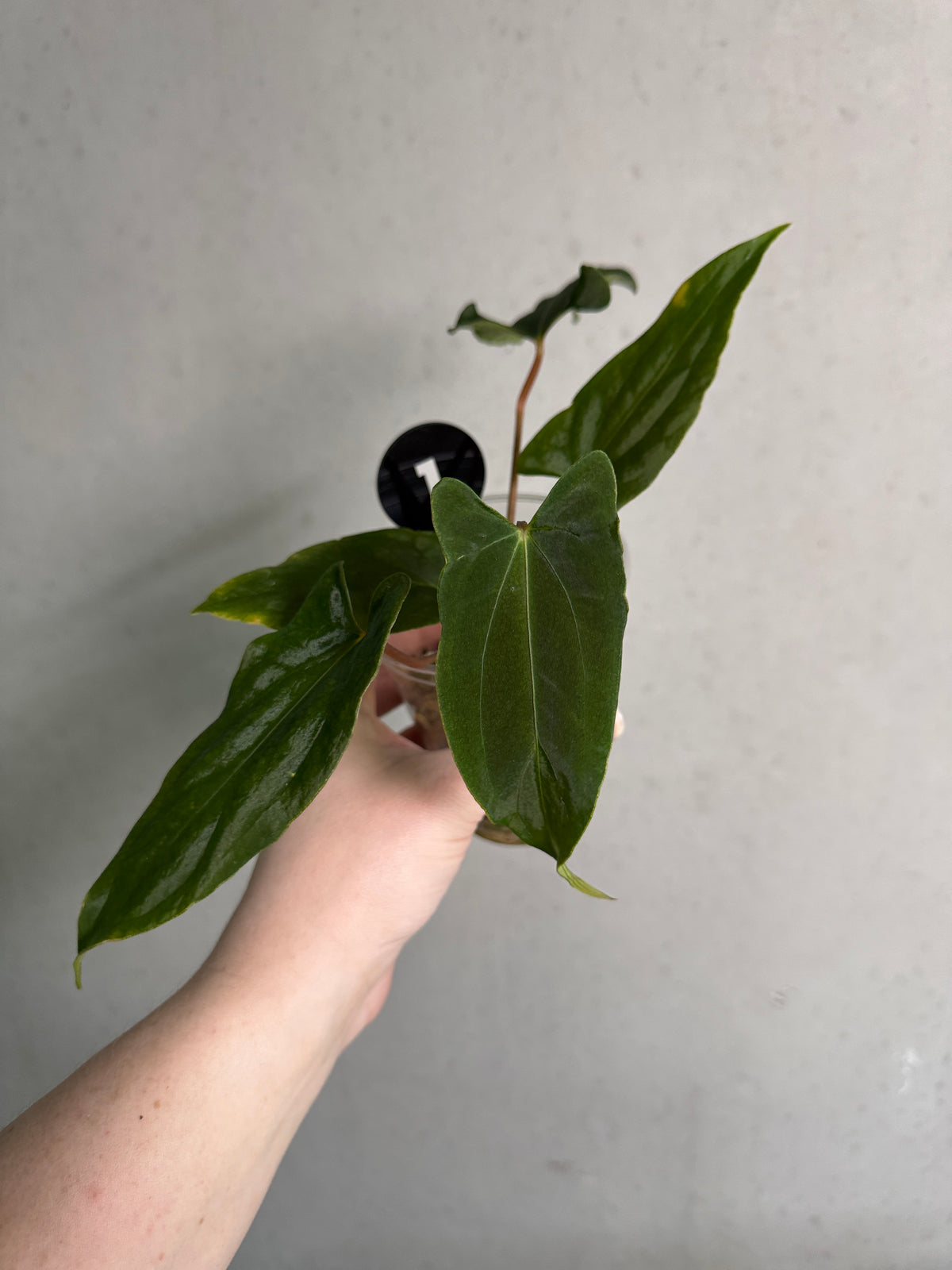 SMUKHI Anthurium plant, value grade, with vibrant green leaves and red flowers, showcasing healthy foliage and colorful blooms.