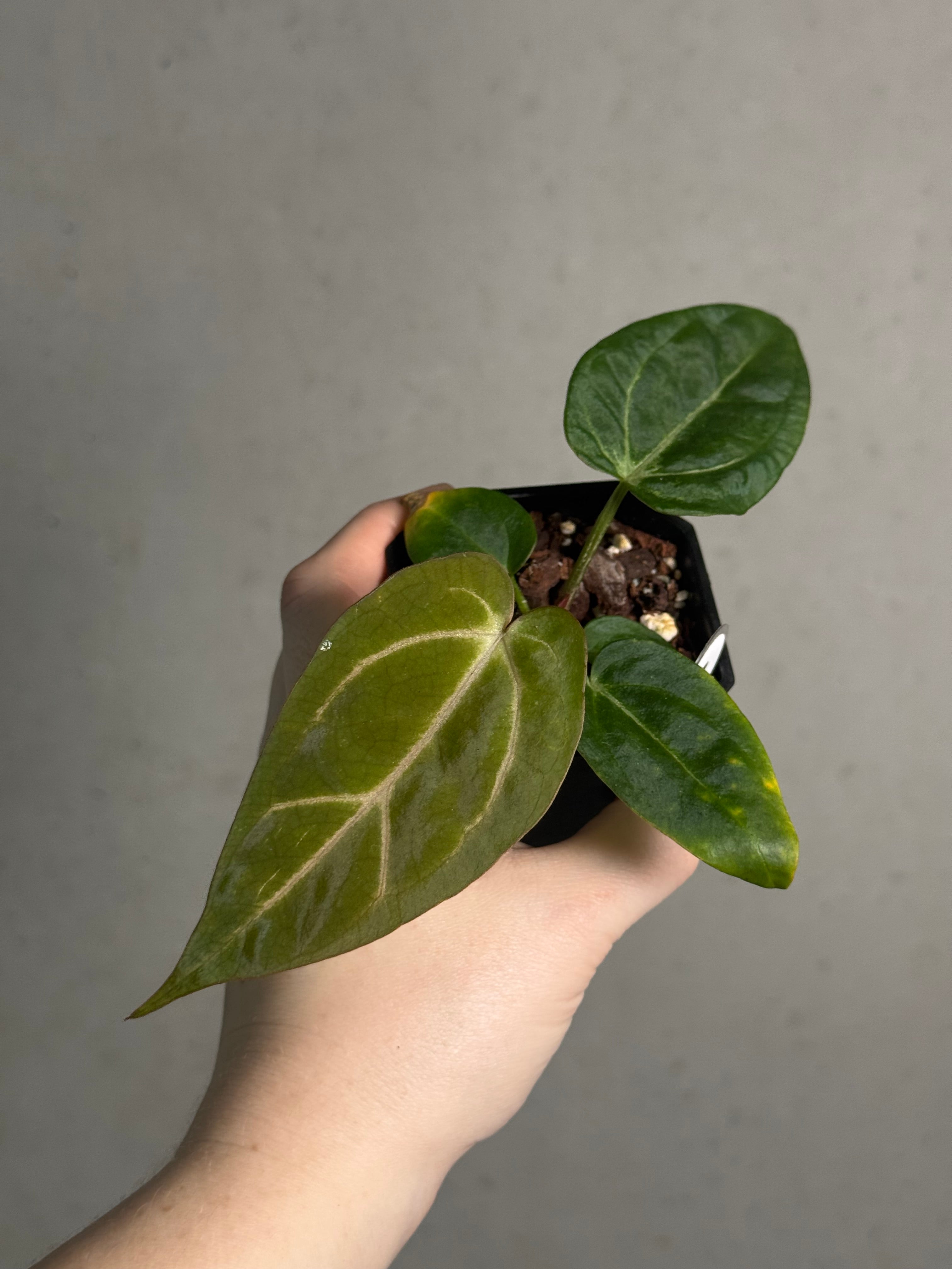 Anthurium (Carlablackiae WU1 x self) x (Black Widow x Red Velvet Cake) - SMUKHI