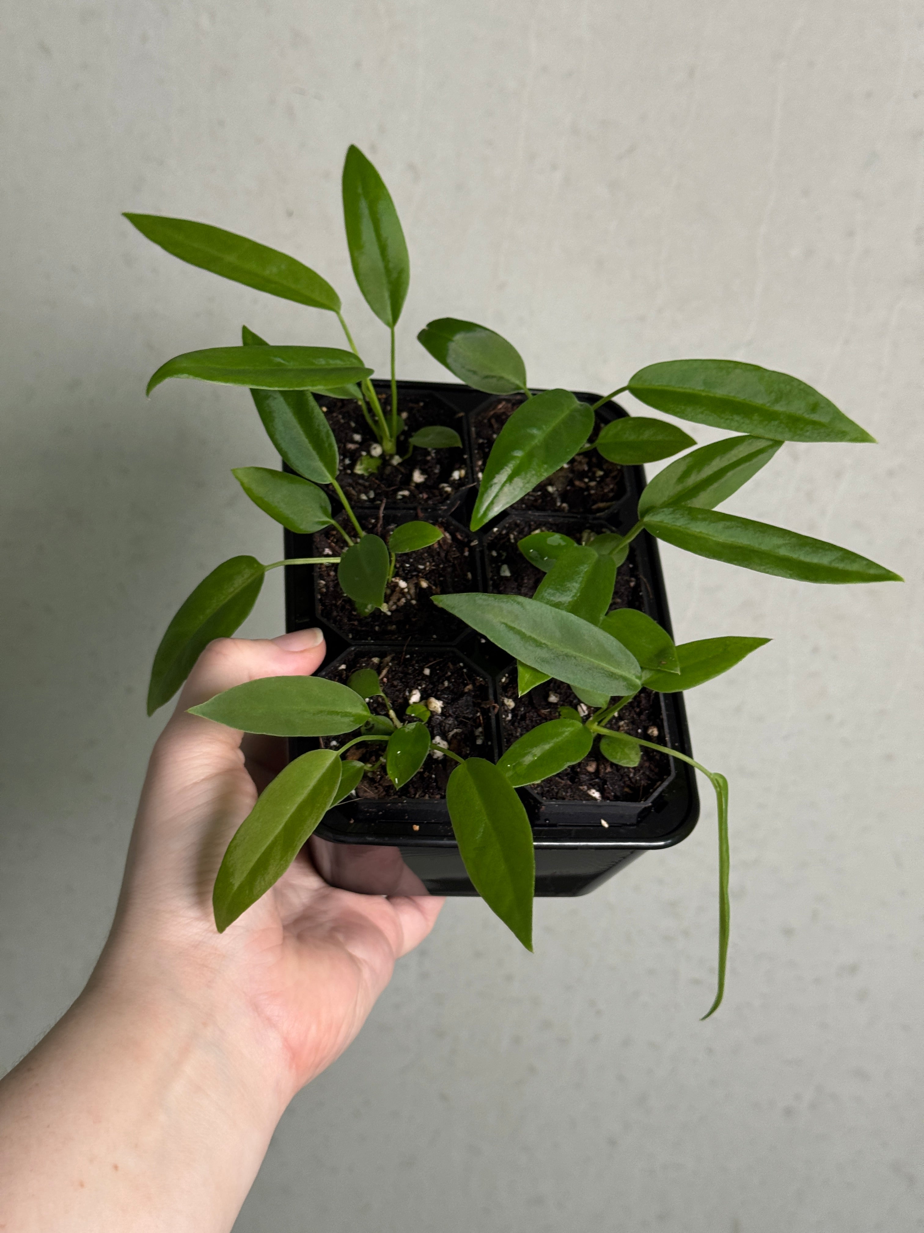 Anthurium Pallidiflorum