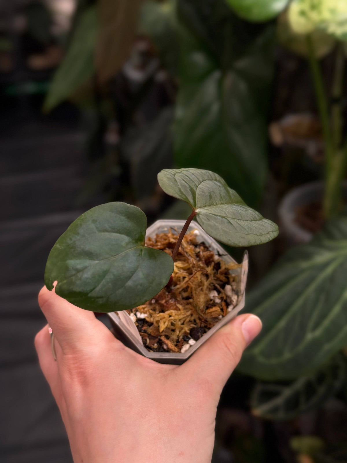 Anthurium Fort Sherman x Red Vein Dark Phoenix plant with glossy dark leaves and striking red-veined foliage, displayed in a pot.