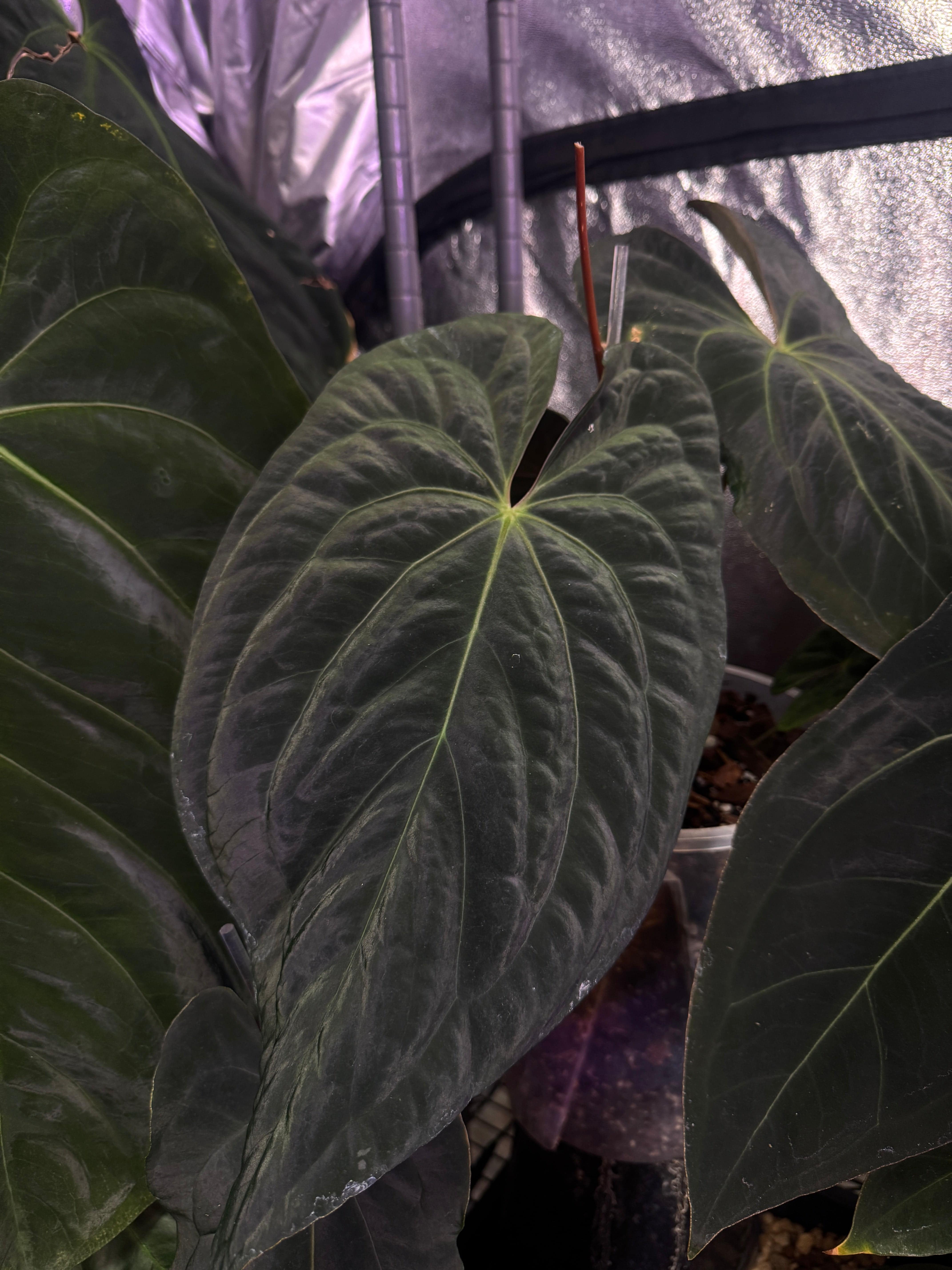 NFS: Anthurium Papillilaminum XOne x Dark Phoenix - SMUKHI