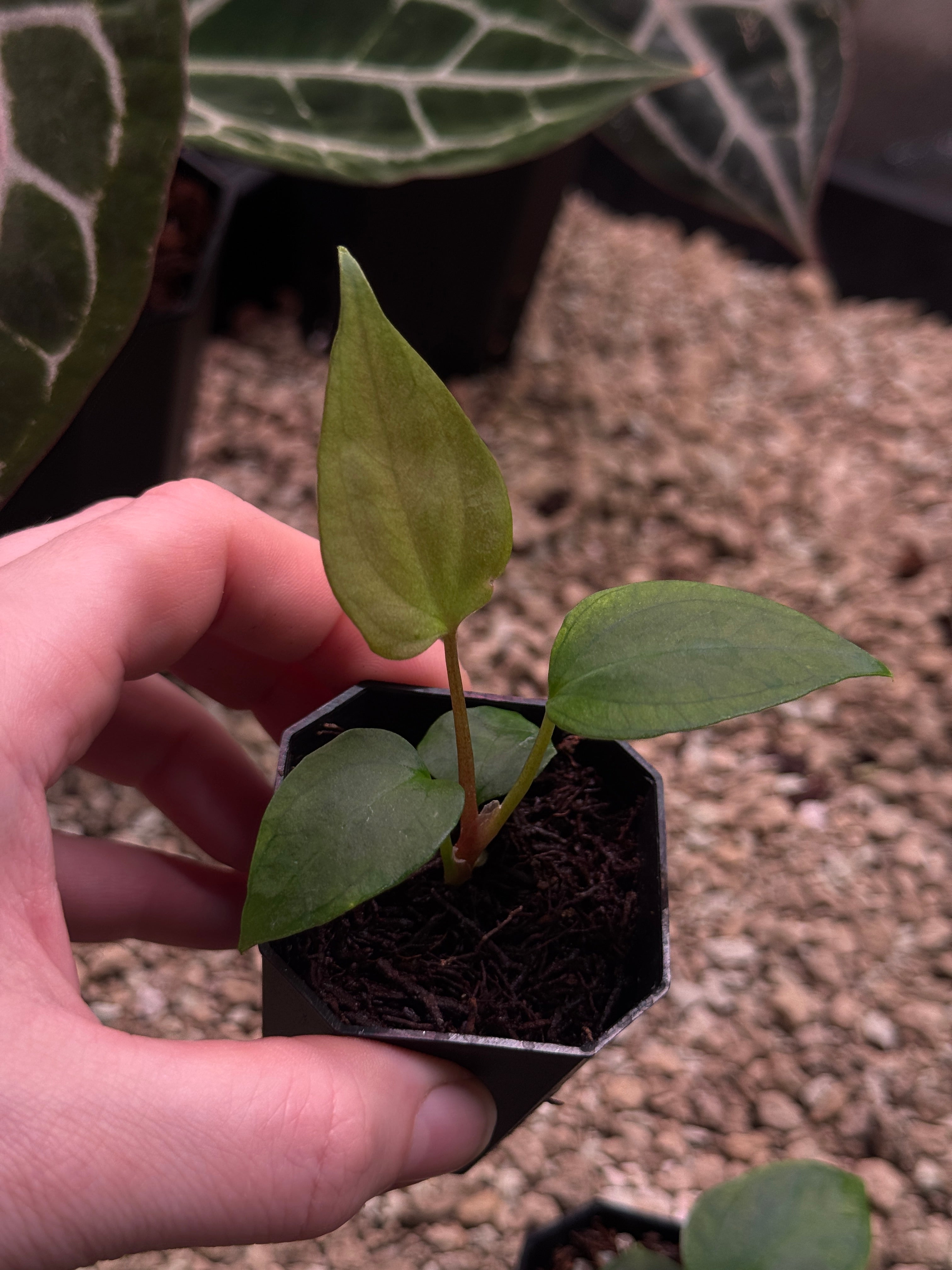 Anthurium (Papillilaminum 'Marie' x 'IL') x Indo Portillae or self - SMUKHI