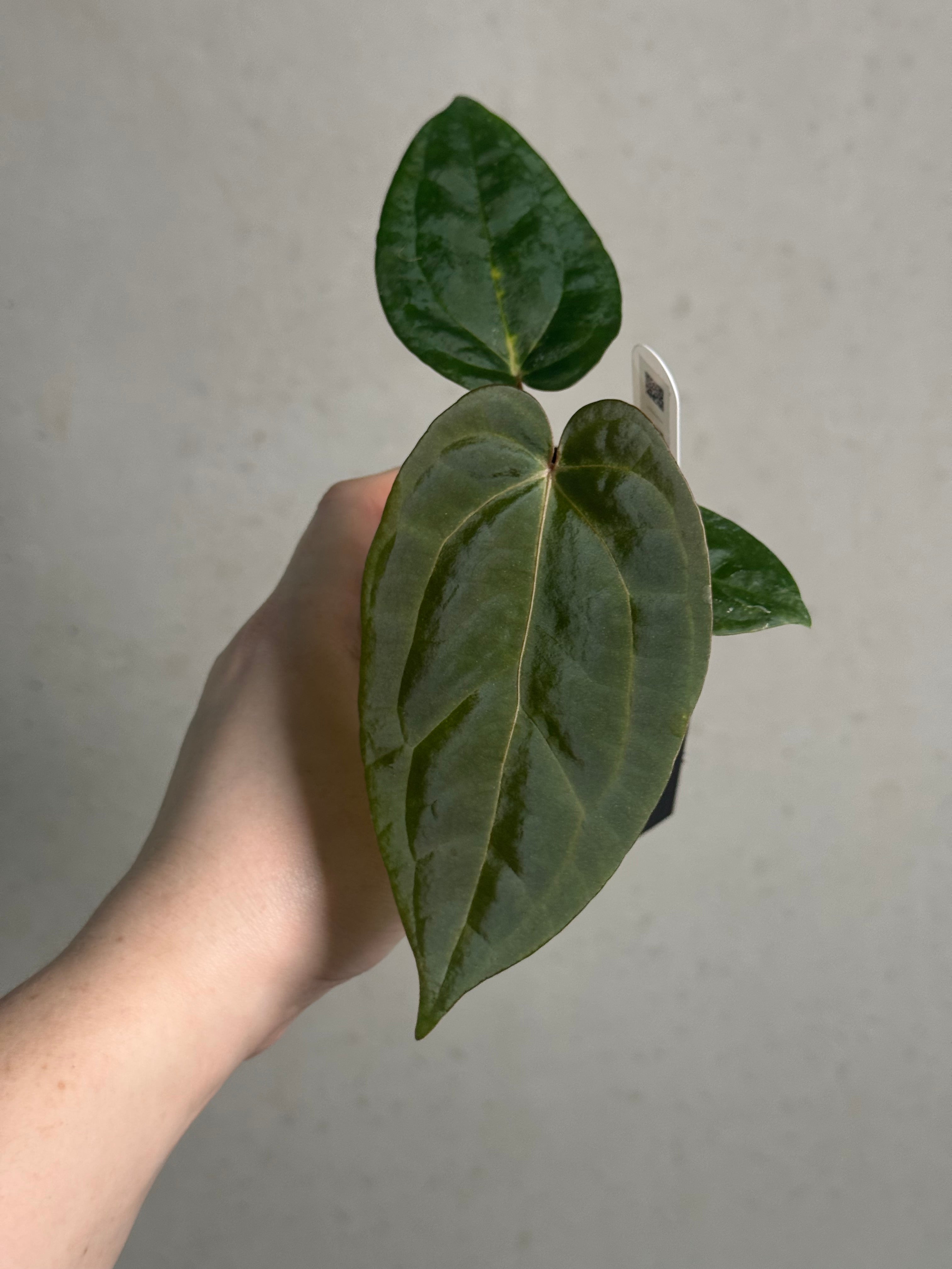 Anthurium (Ralph Lynam x self) x (Zara '29' x (Michelle x Zara '28')) - SMUKHI