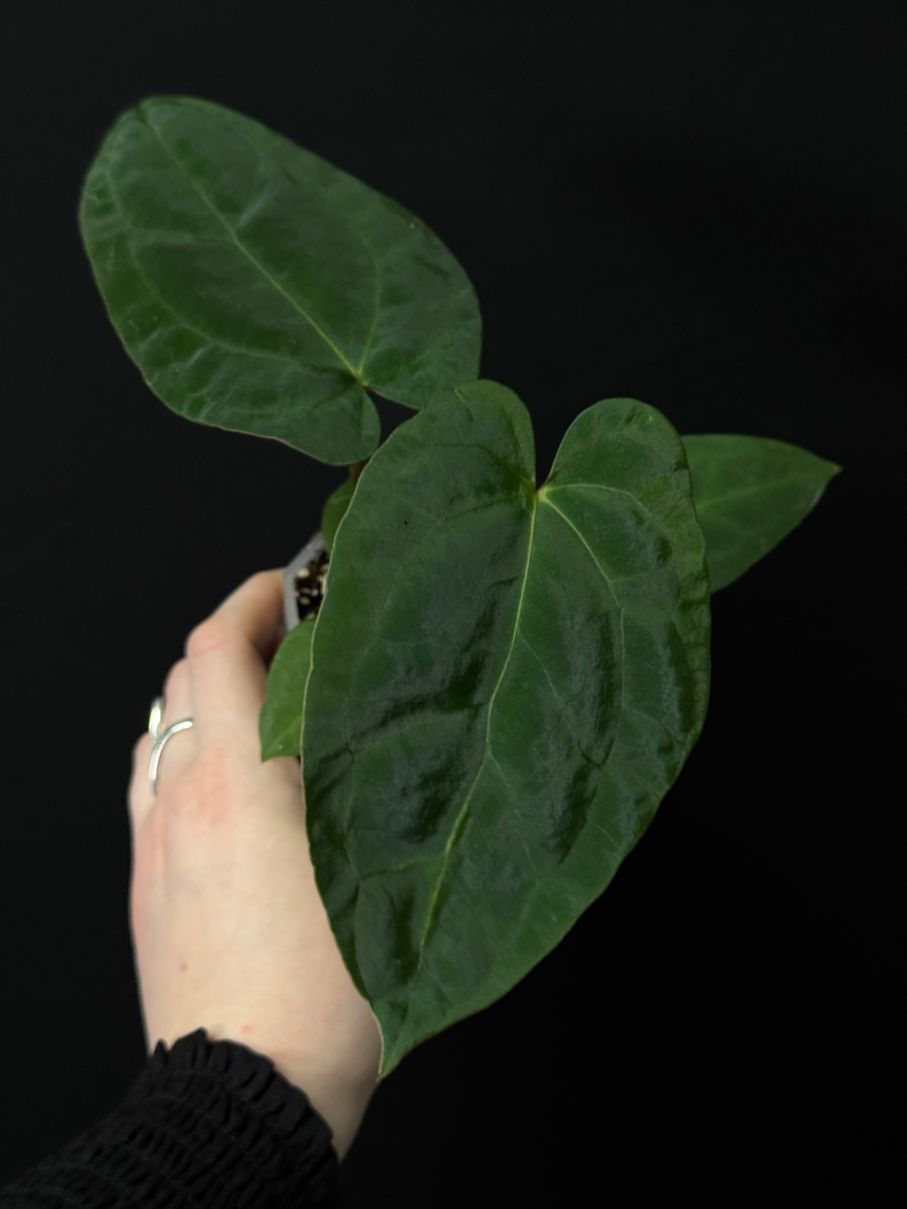 Anthurium Fort Sherman x Papillilaminum