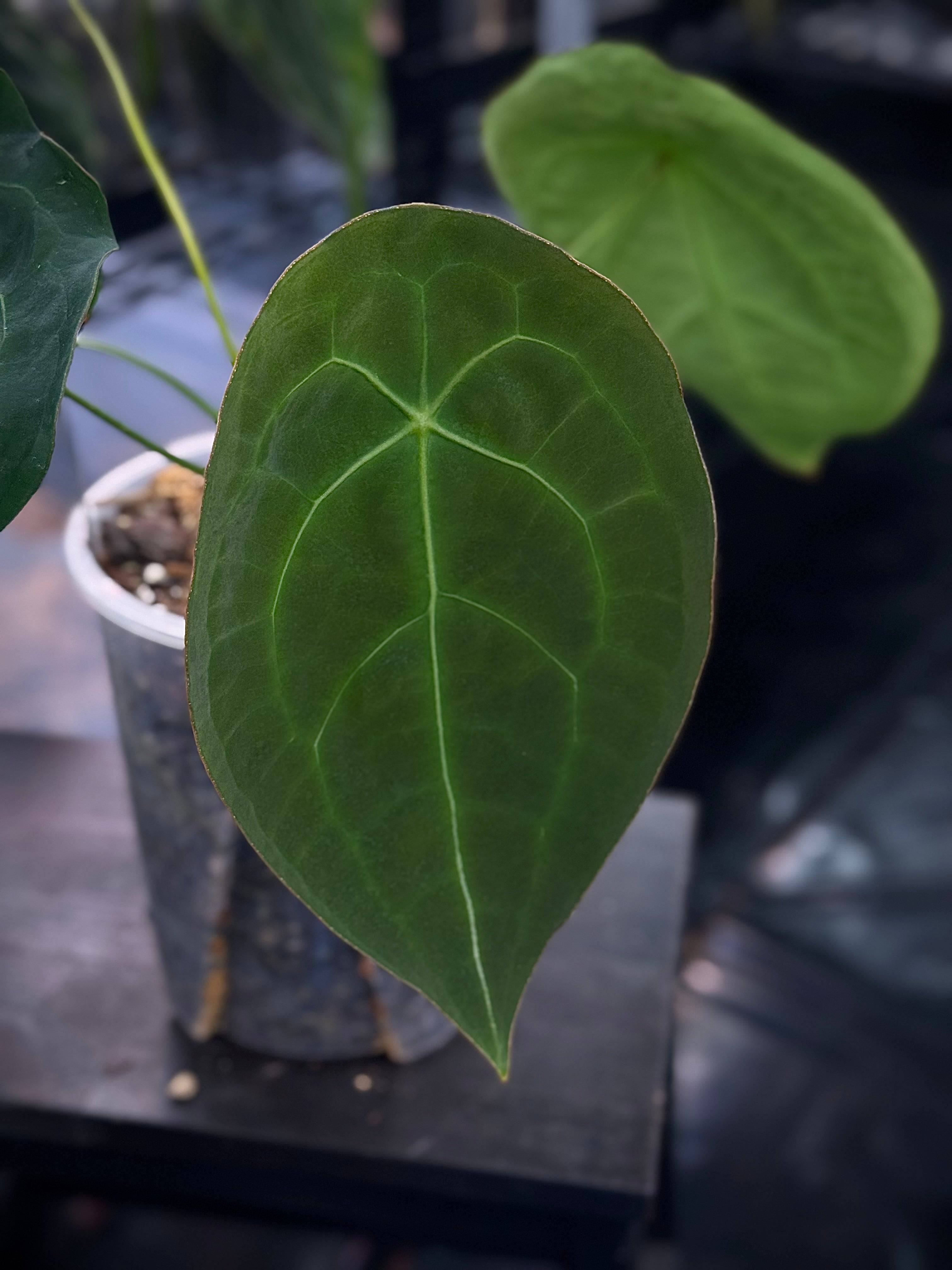 NFS: Anthurium Forgetii Dark Form #2 - SMUKHI