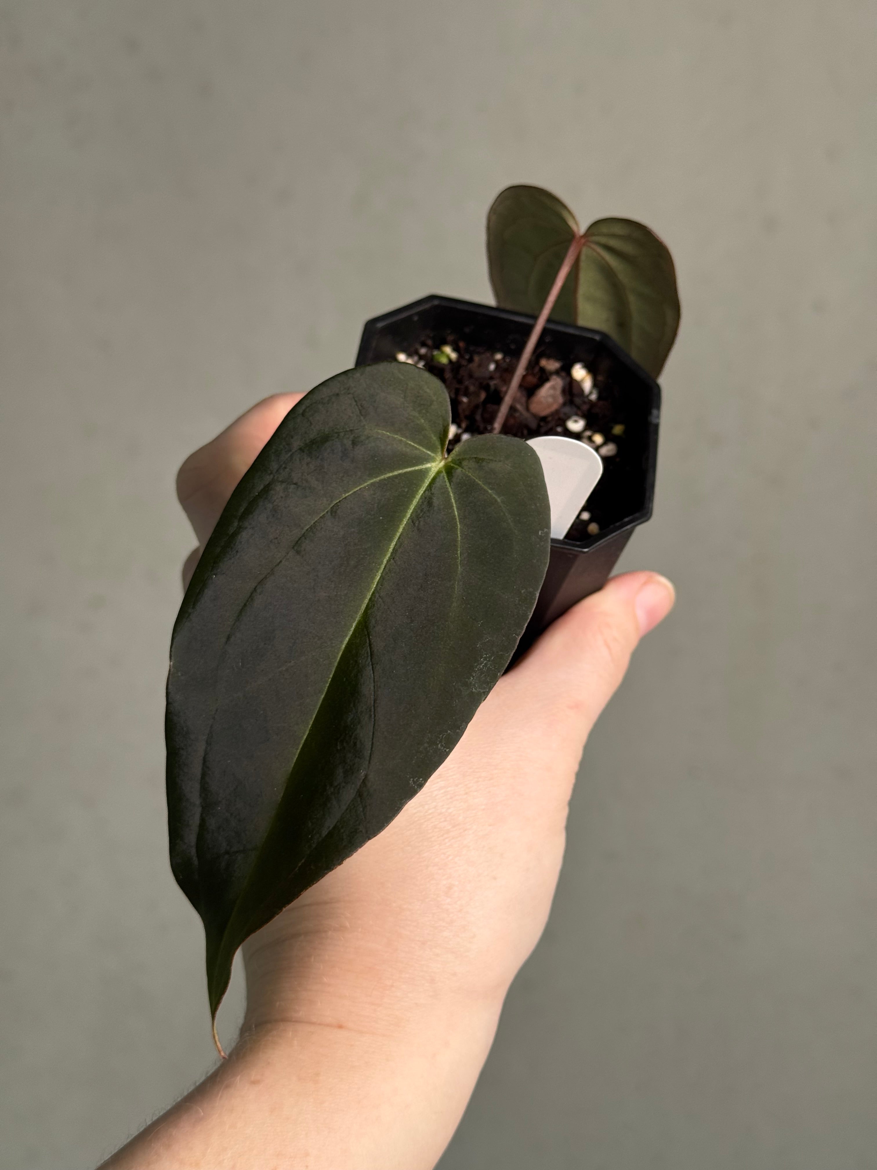 Anthurium Dark & Handsome '9' x Red Velvet Cake '24' - Clone - Pre-order - SMUKHI