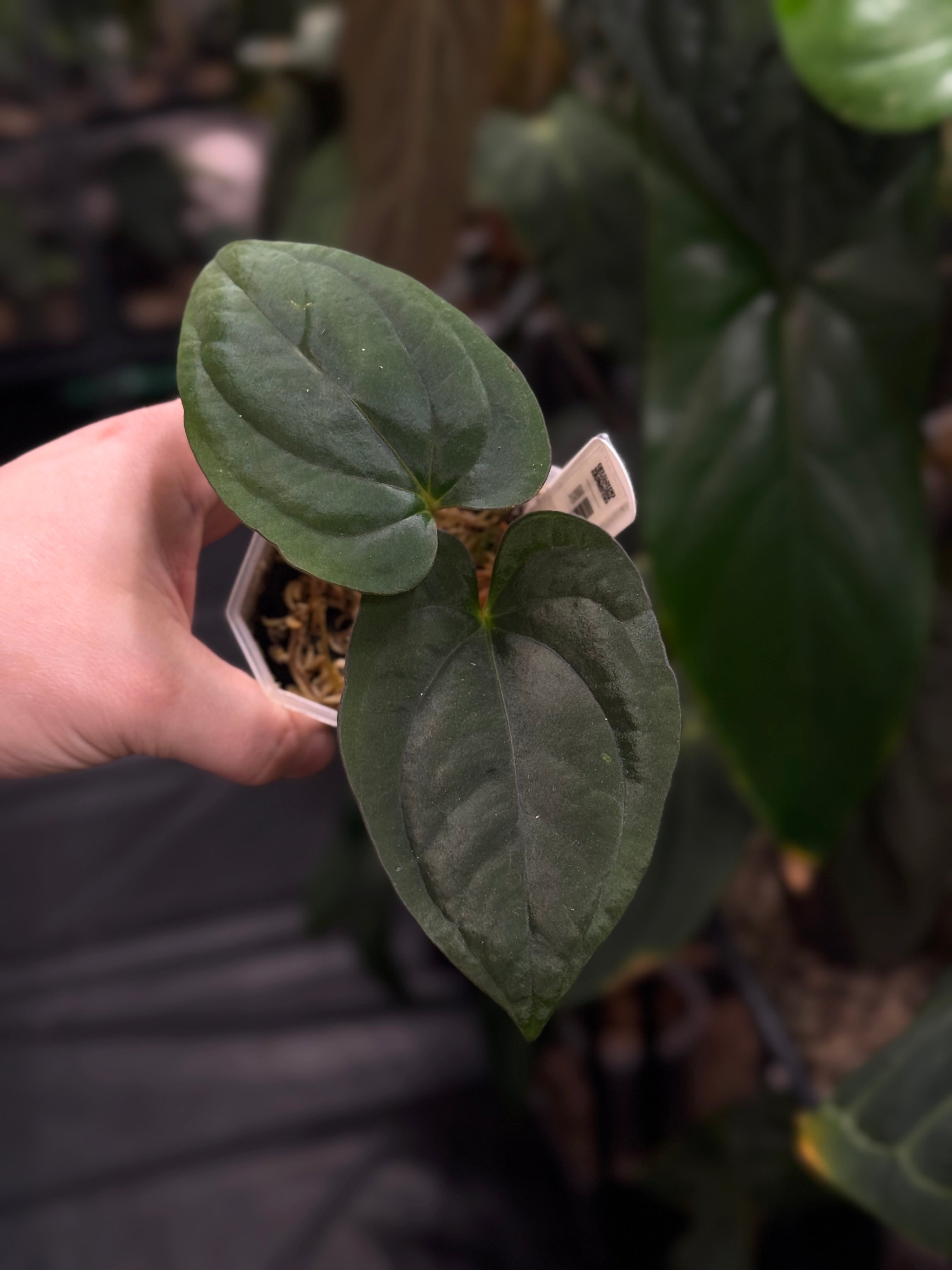 Anthurium Panamajamamma 2.0