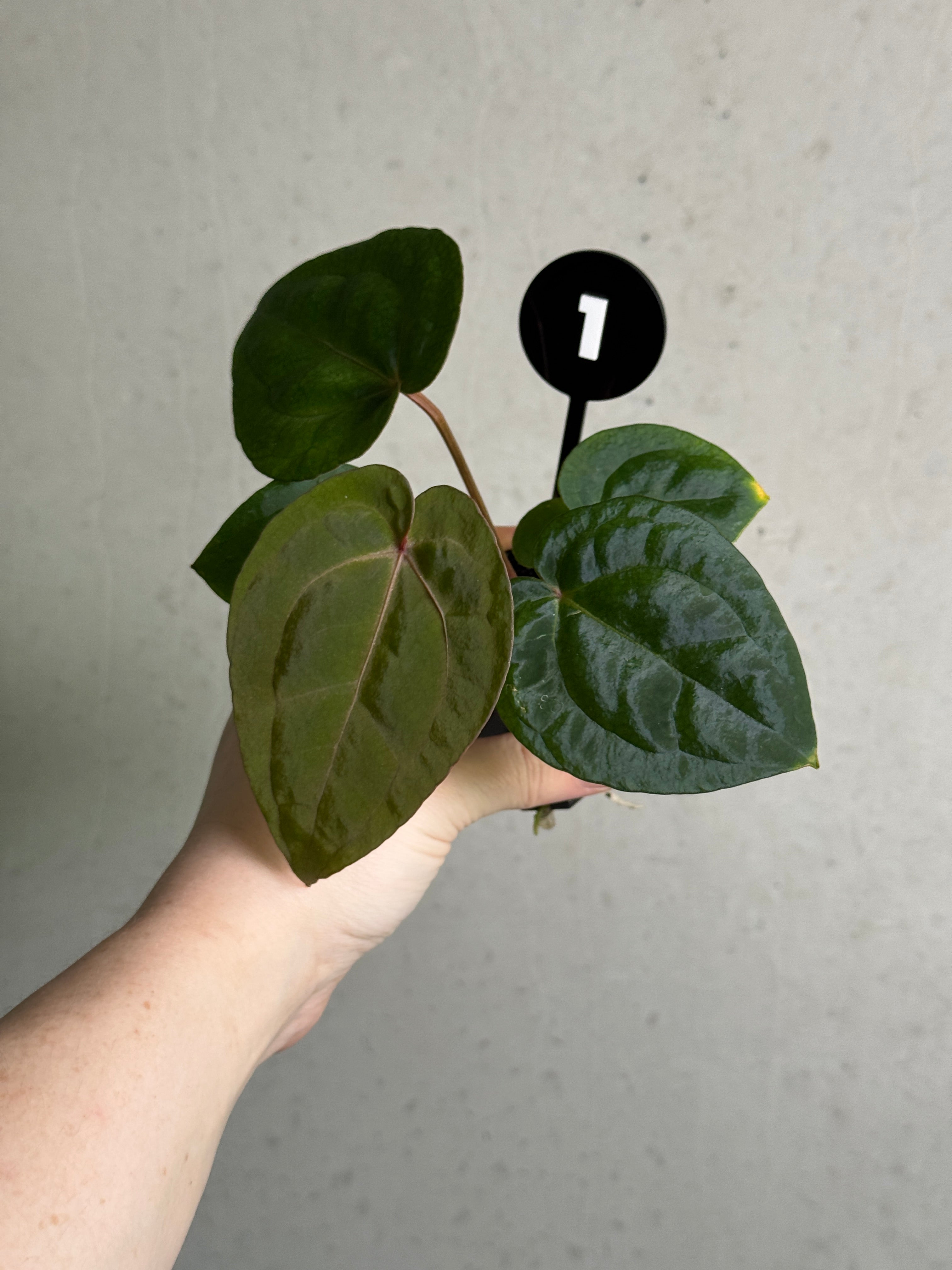 SMUKHI Anthurium Michelle plant featuring glossy green leaves and vibrant red flowers, displayed in a decorative pot.