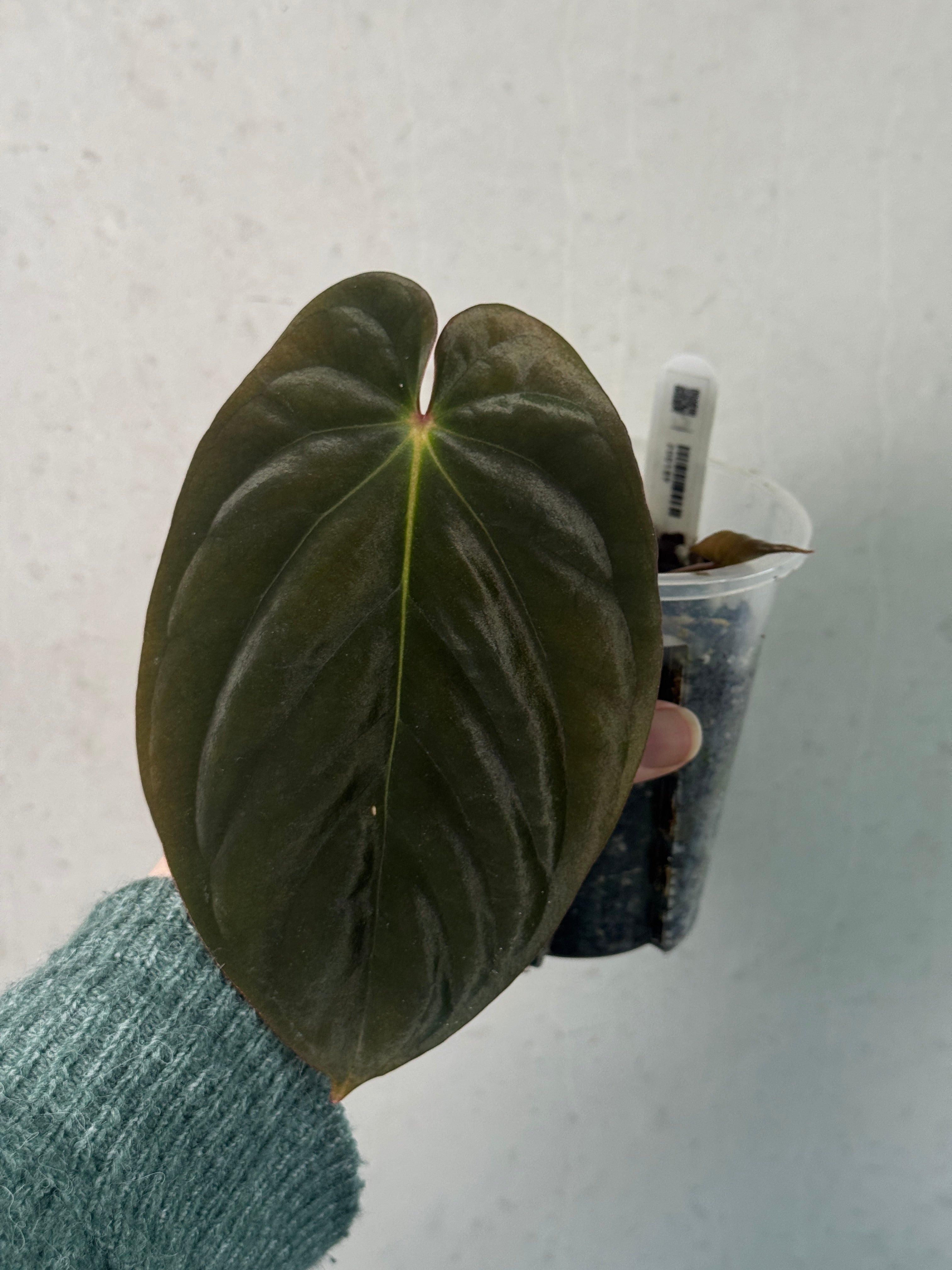 Anthurium BVEP (Round x Felix) x Felix - Clone - SMUKHI
