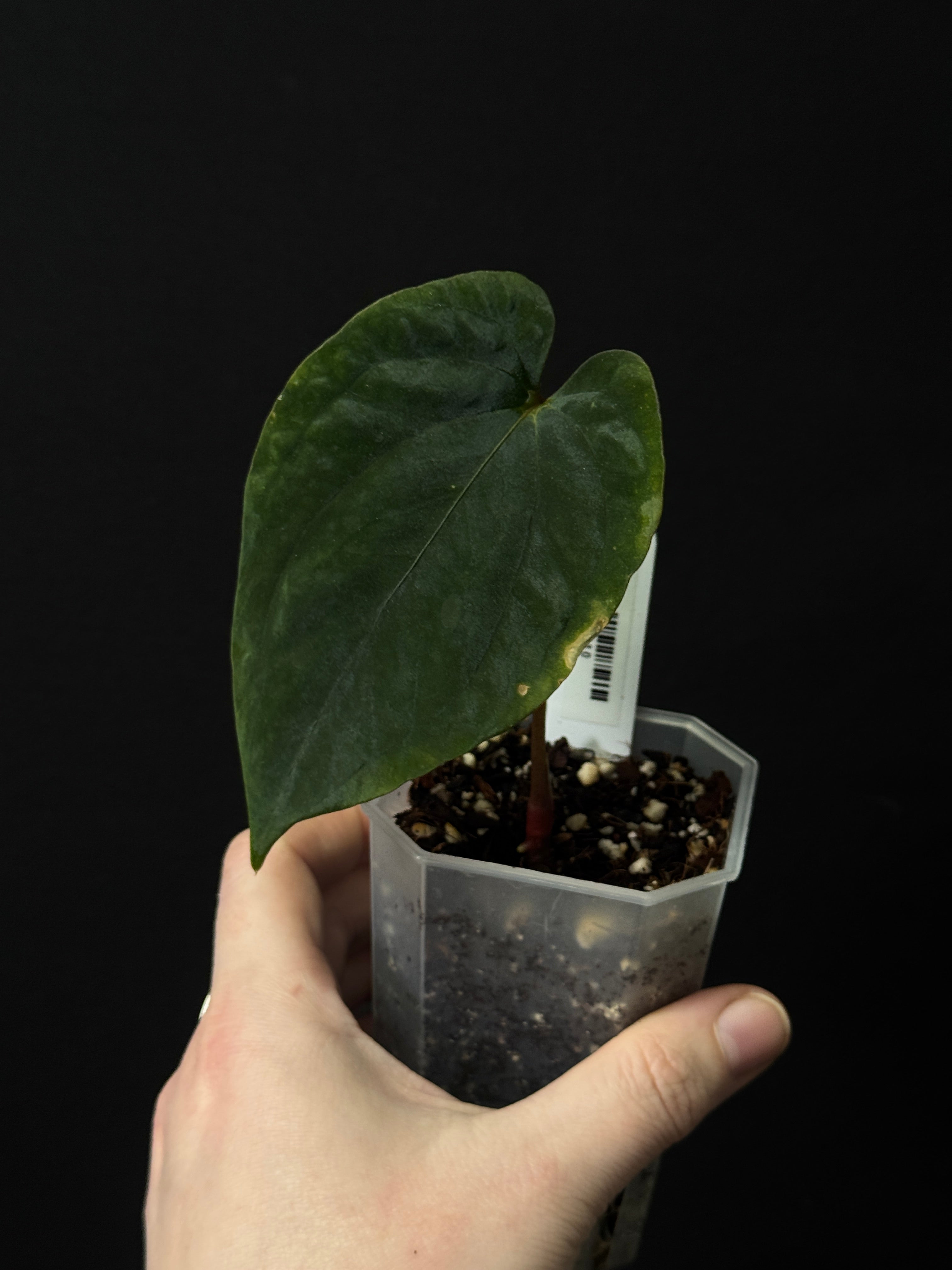 Anthurium Papillilaminum ‘Marie’ - Clone