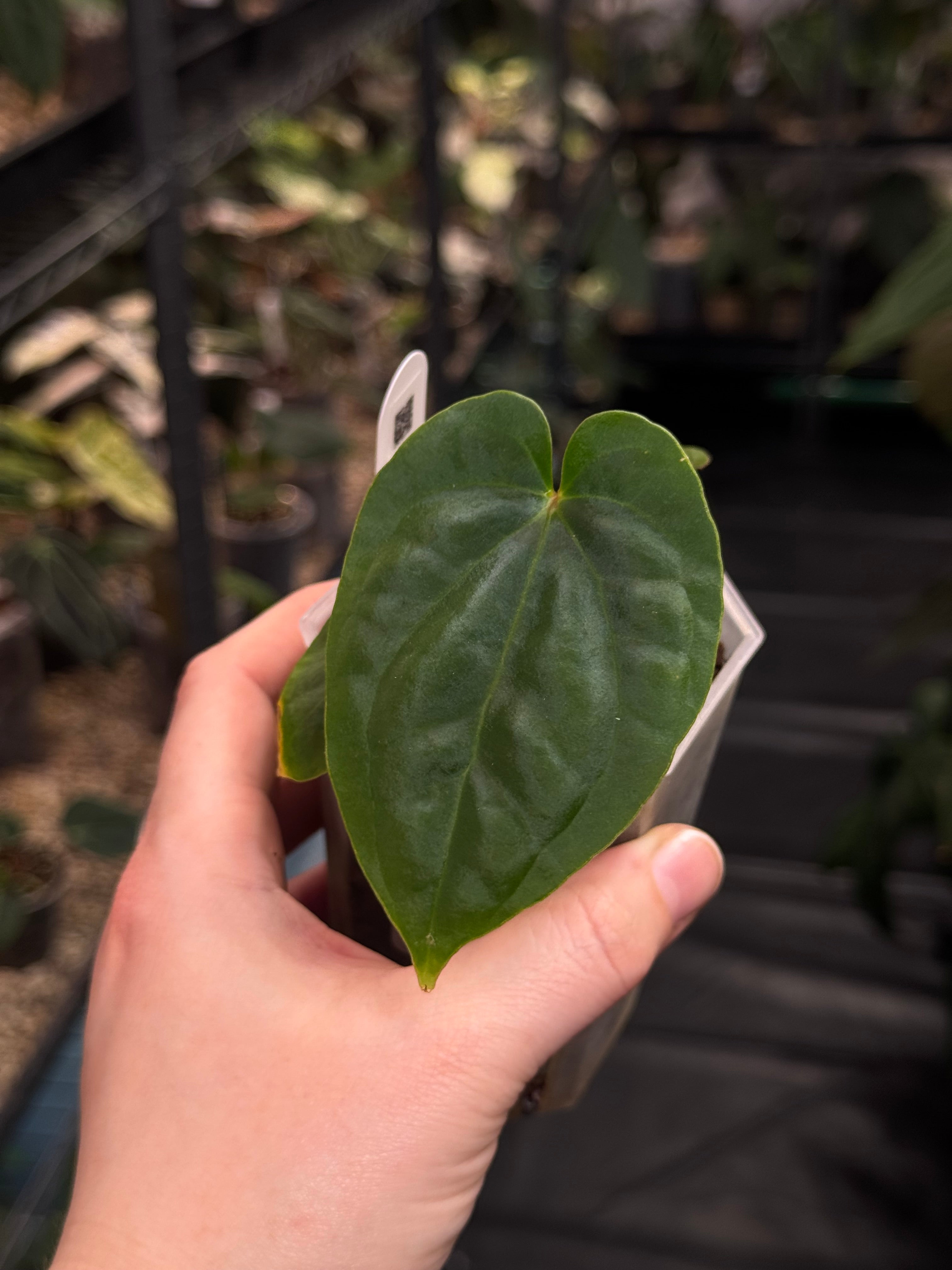 Anthurium Kunayalense PM6 x (Besseae aff x BVEP)