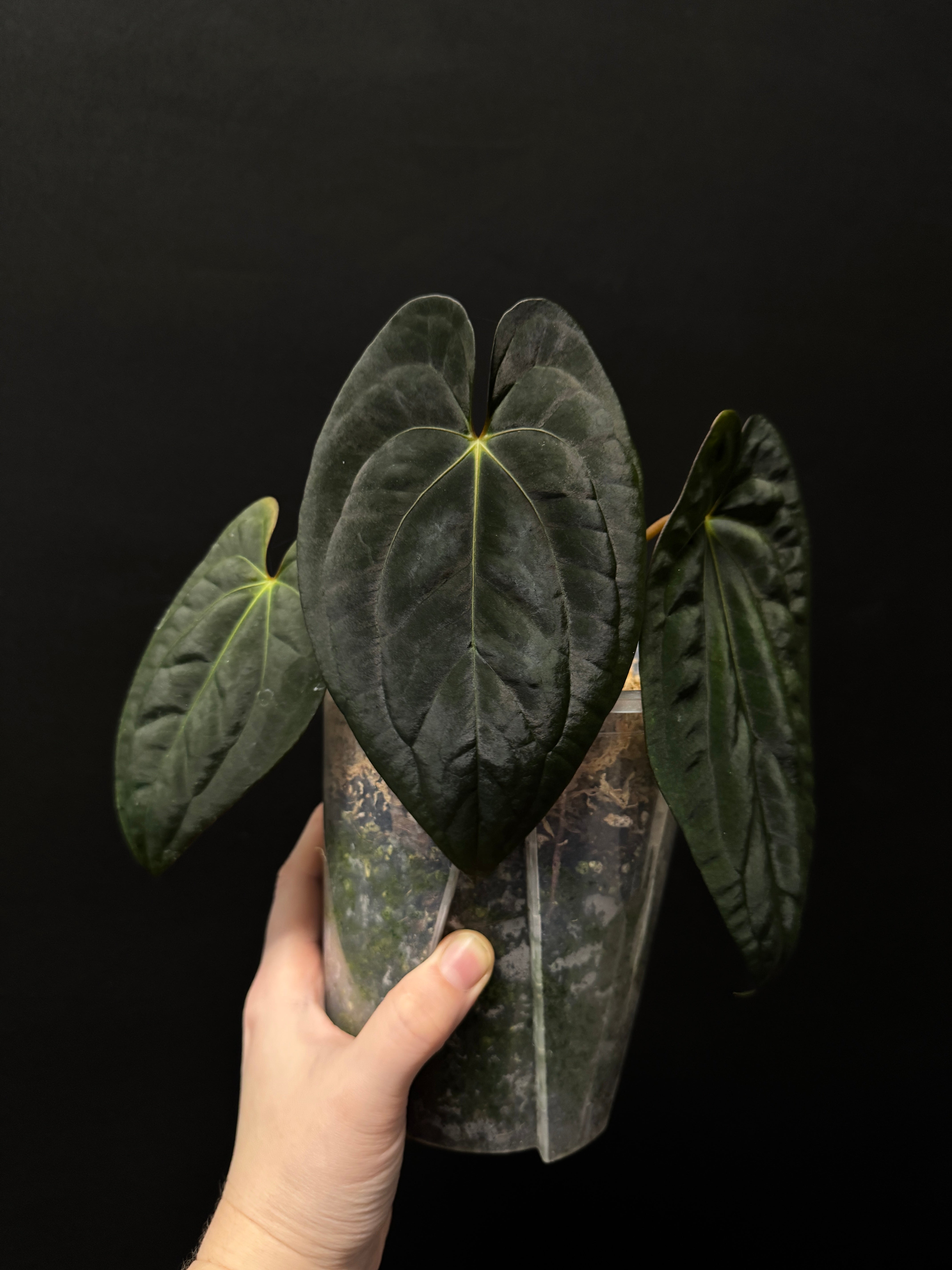 Anthurium BVIT x Dark Phoenix - Cutting