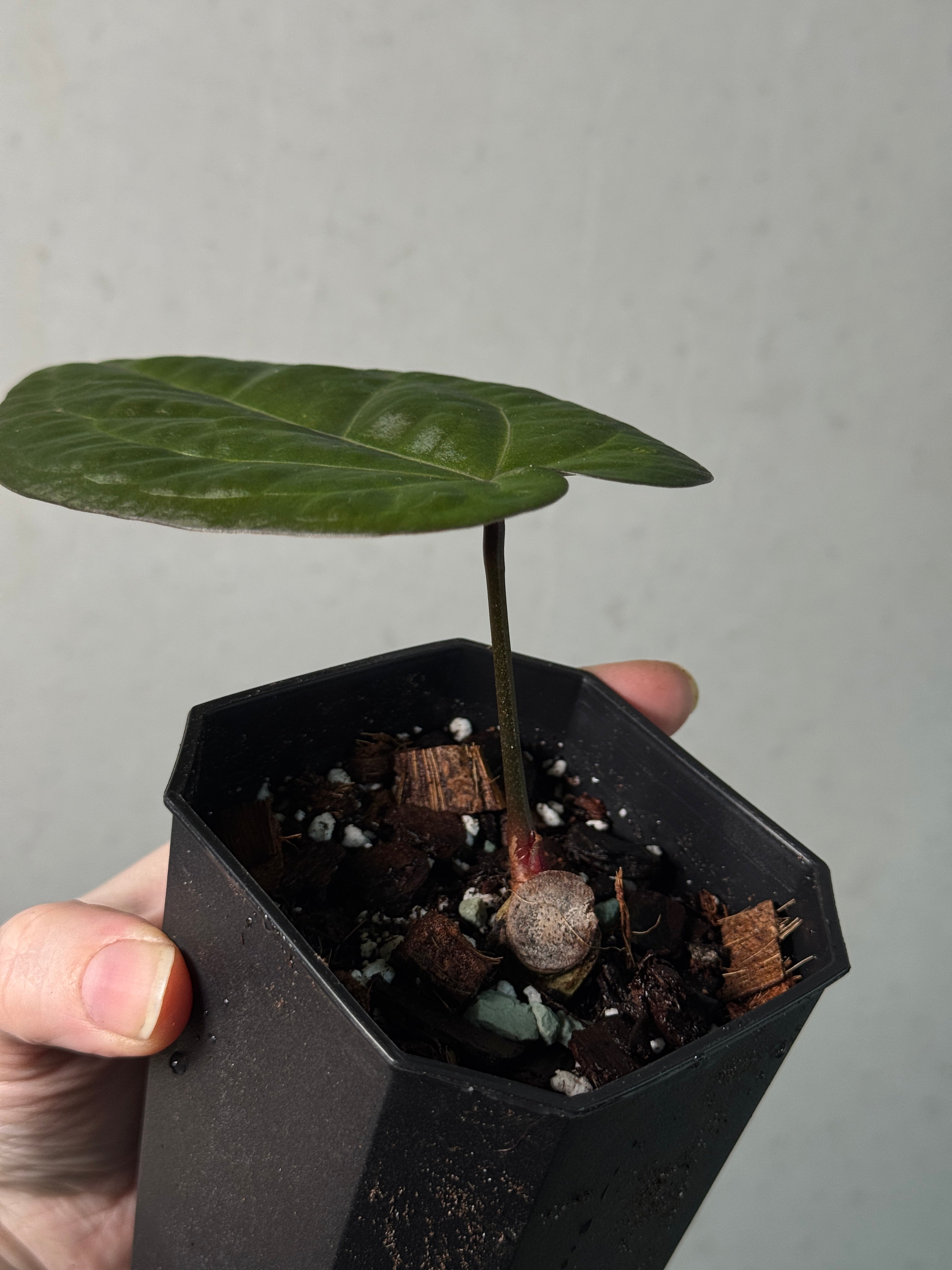 Anthurium Ace of Spades Dark x Green Form - Clone - Pre-order - SMUKHI