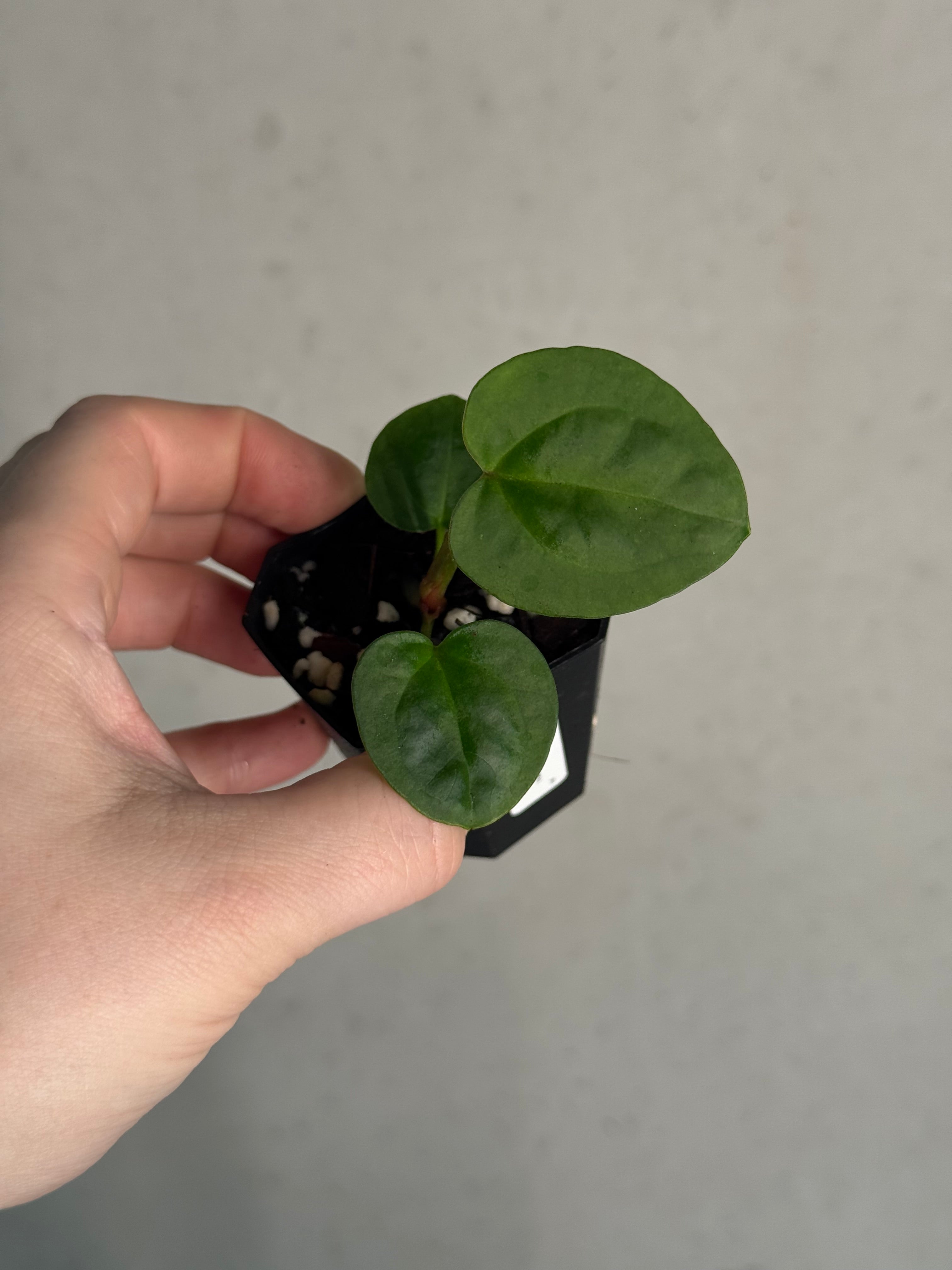 Anthurium Ace of Spades Dark Form x (Zara x Michelle) 'Selected' - Pre-order