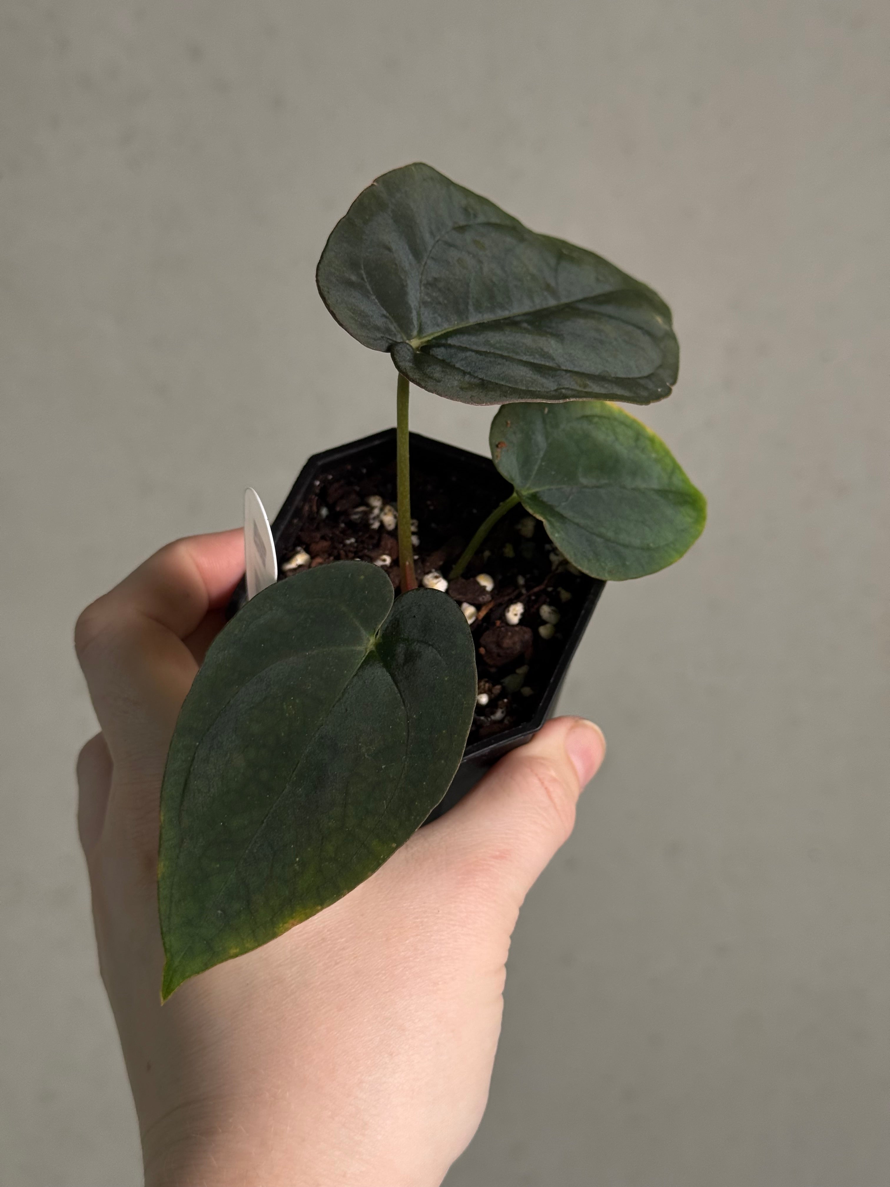 Anthurium BVEP Round x Felix #2 - Clone - SMUKHI