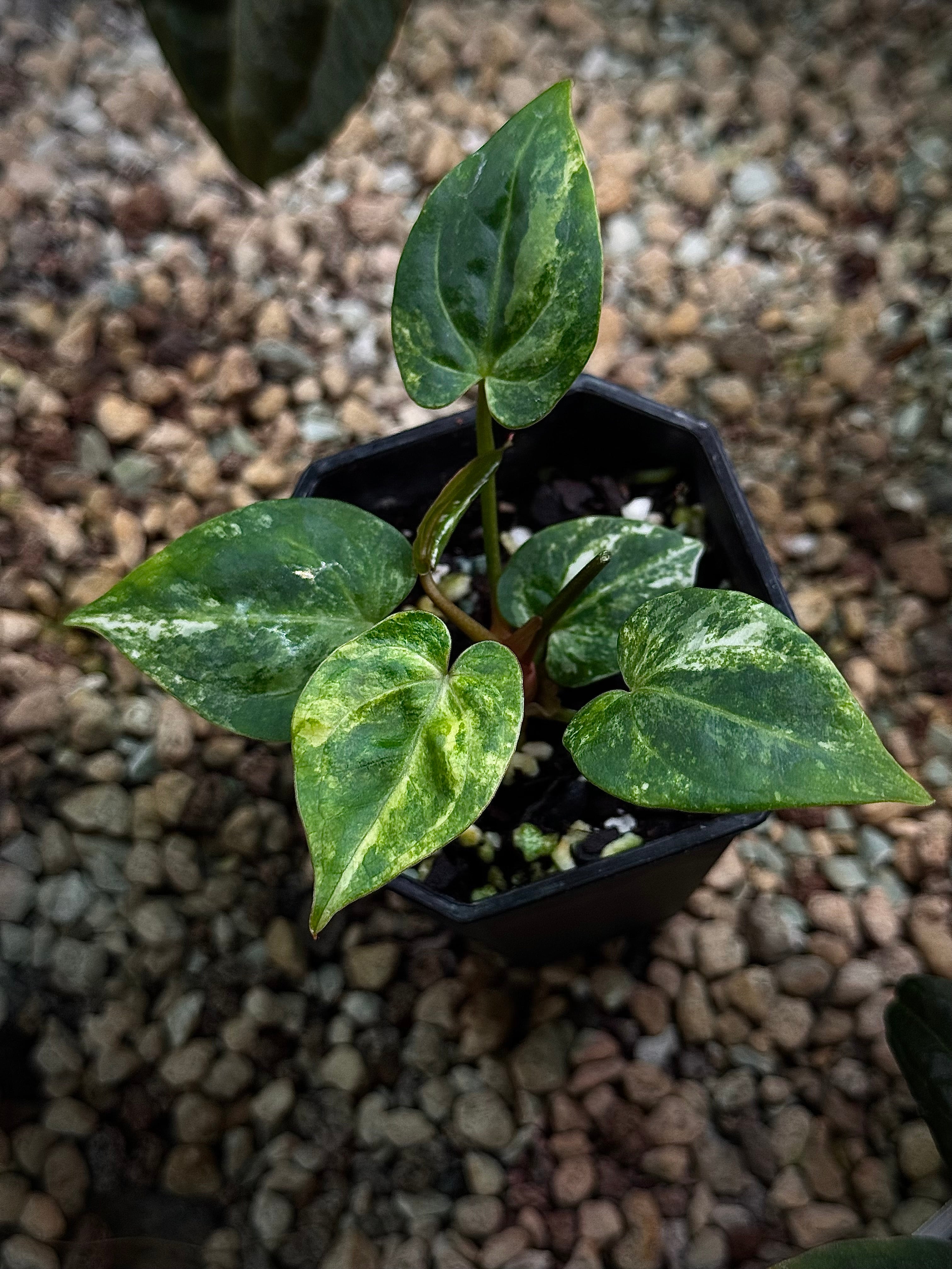 NFS: Anthurium Forgetii Variegata - SMUKHI
