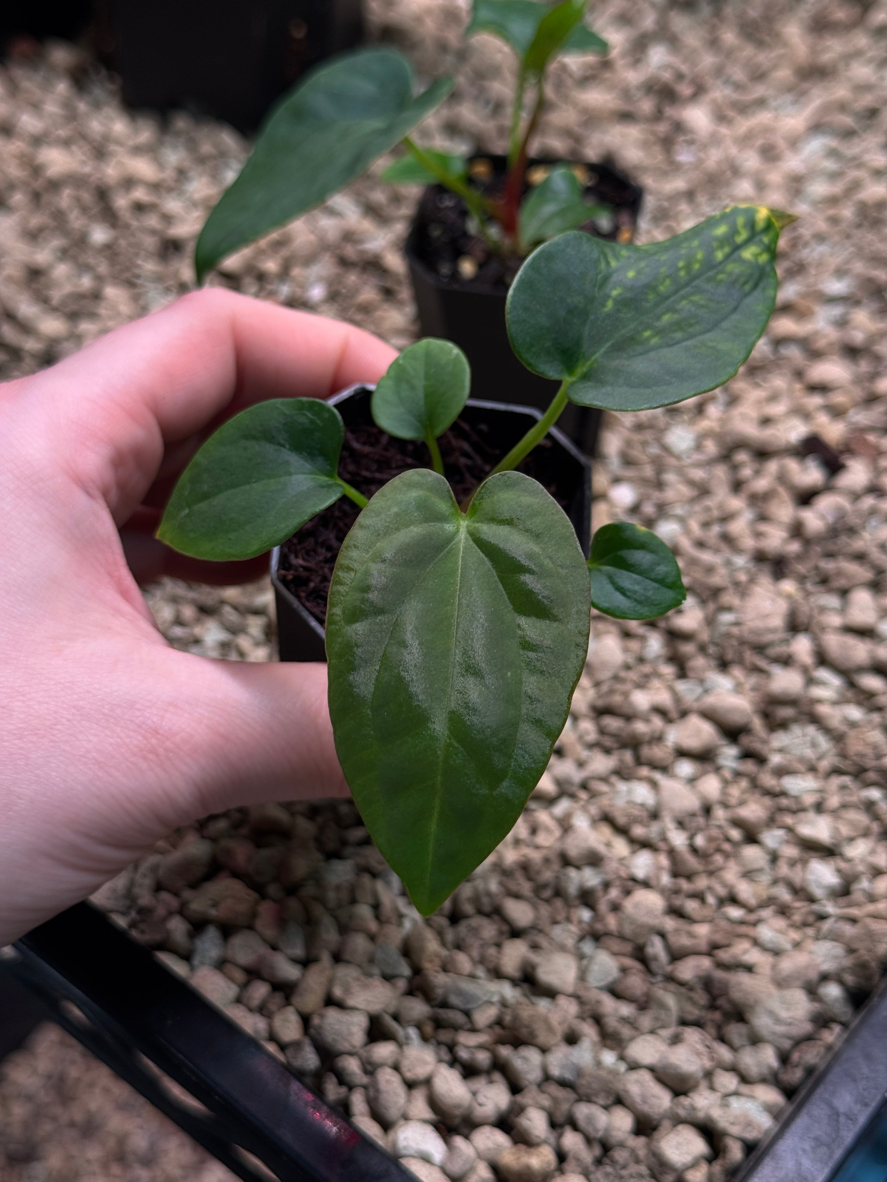 Anthurium Dressleri NSE 'Obsidian' x (Black x RG F2 Dark)