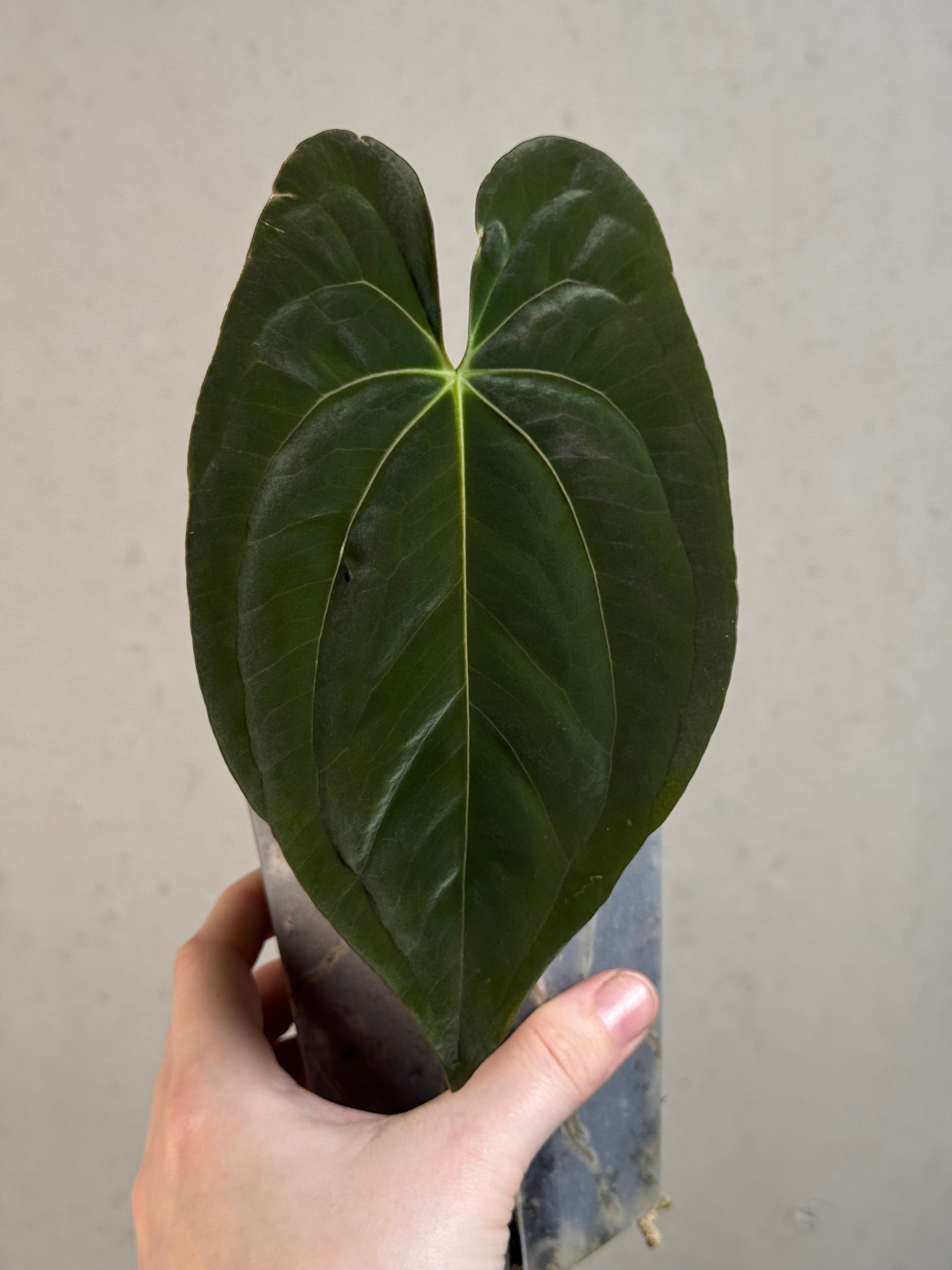 Anthurium Dark Phoenix - Clone