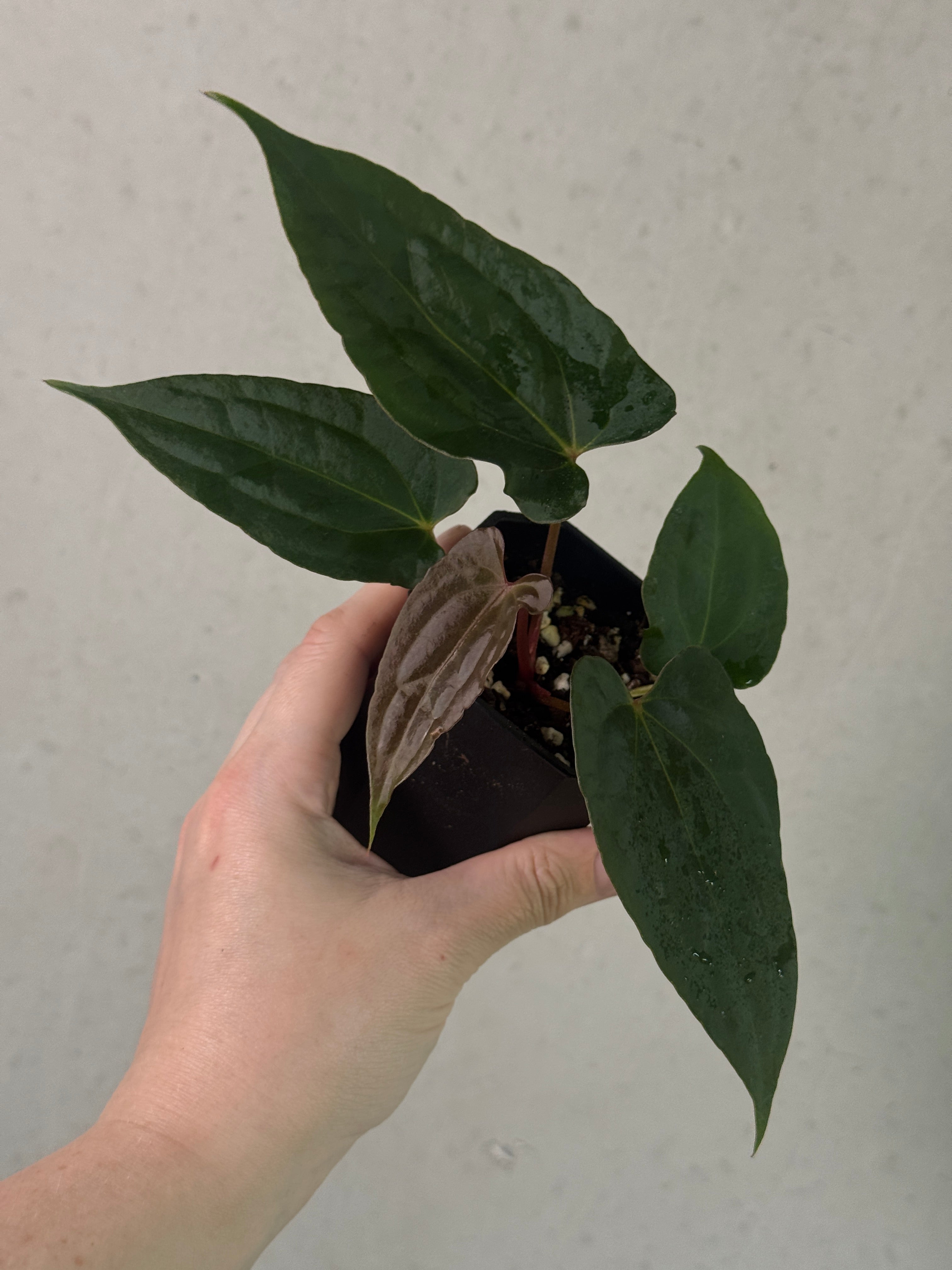 Anthurium Ralph Lynam x ‘Night Dragon’ plant by SMUKHI with glossy dark green leaves and striking dark red flowers.
