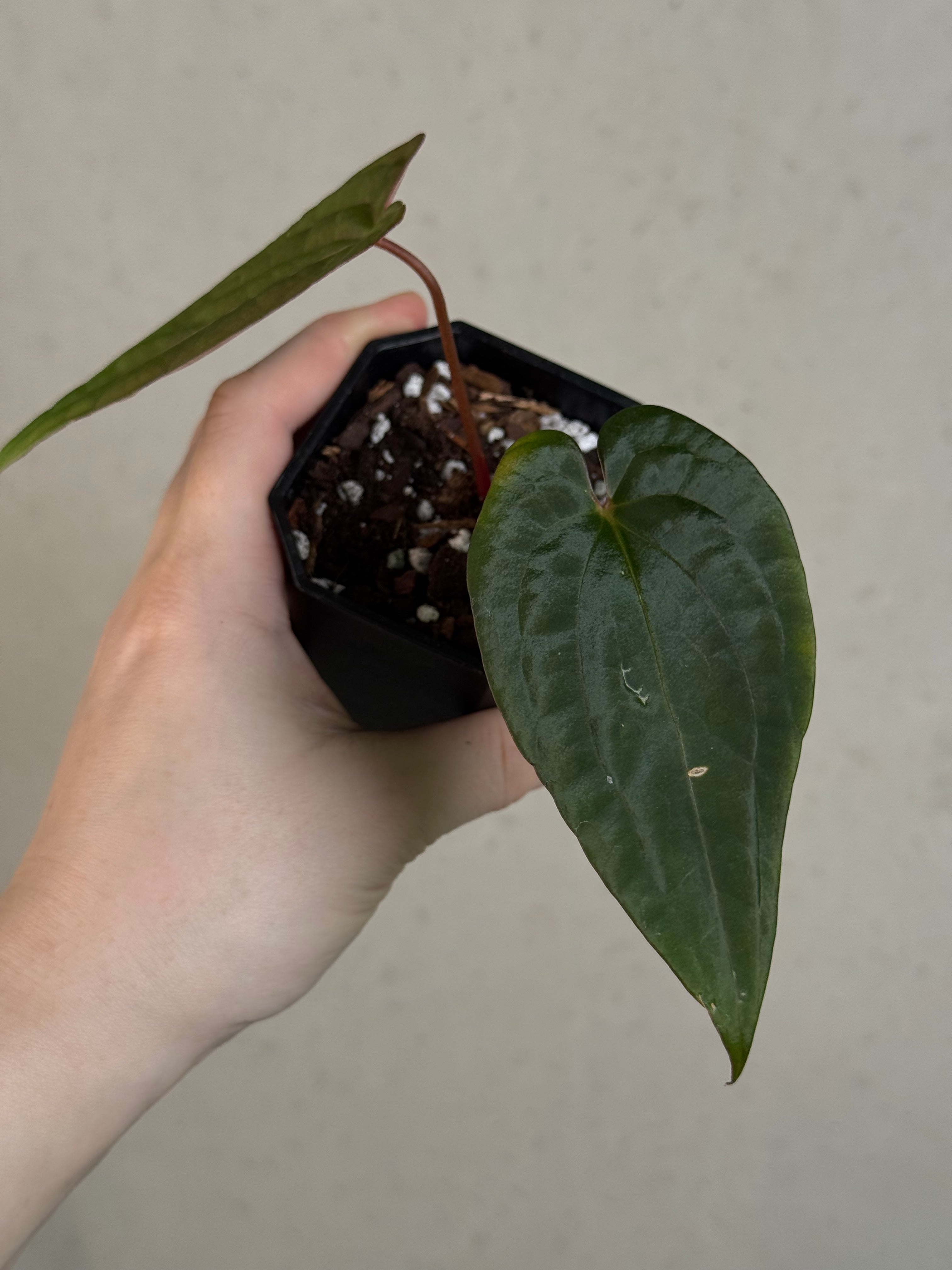 Anthurium Fort Sherman x Red Vein Dark Phoenix - Clone