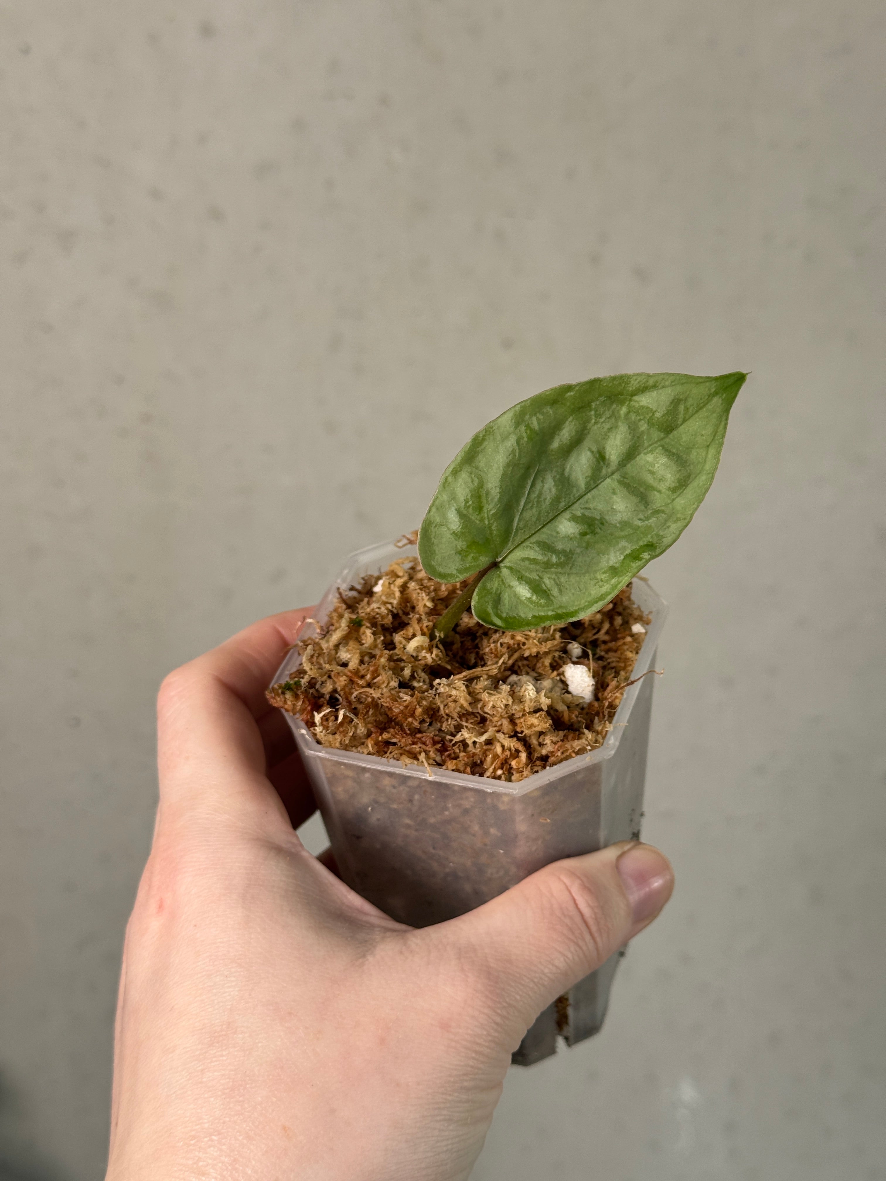 Anthurium Nigrolaminum - Clone