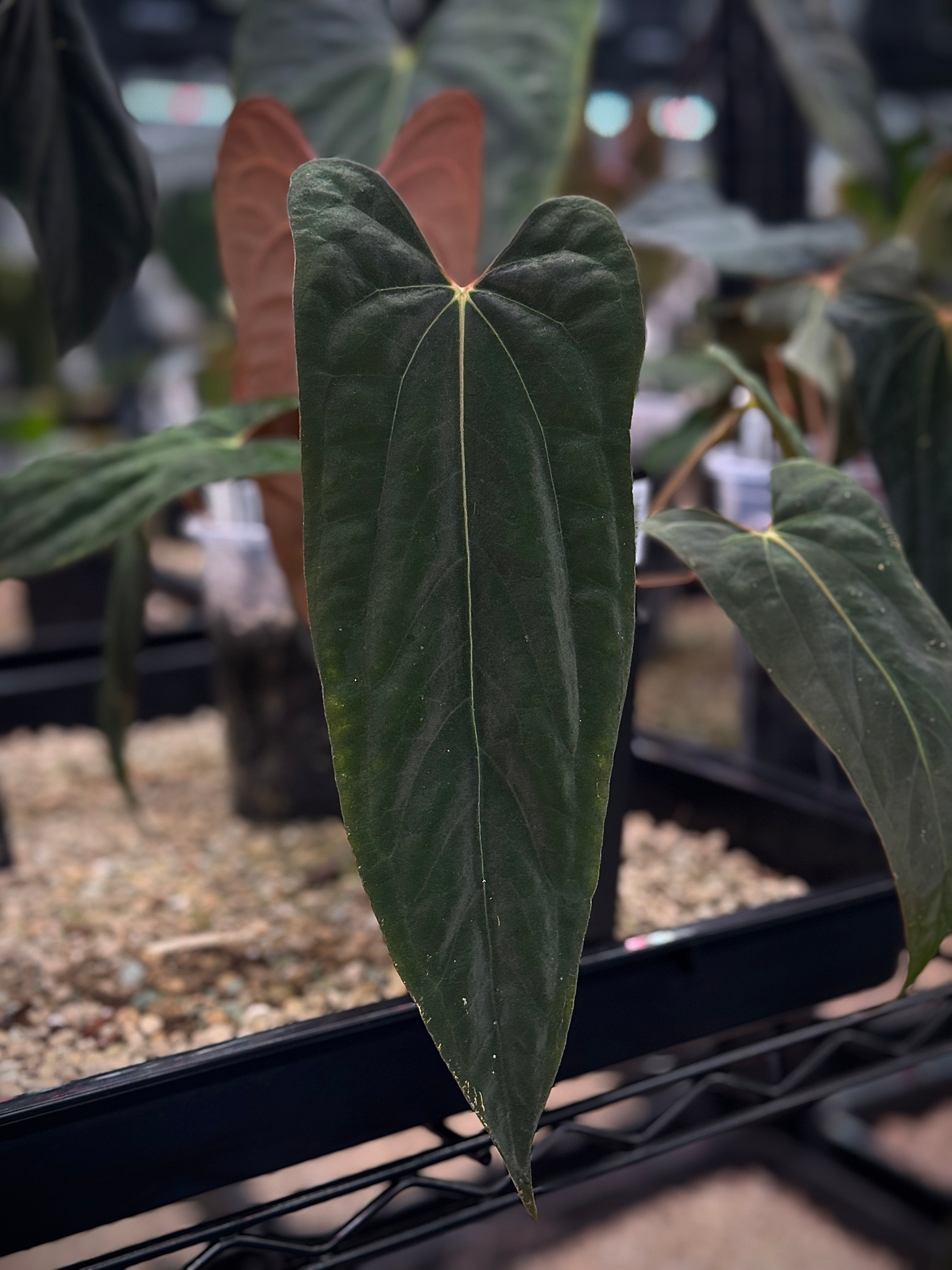 Anthurium FSxRL x RLxFS - Clone