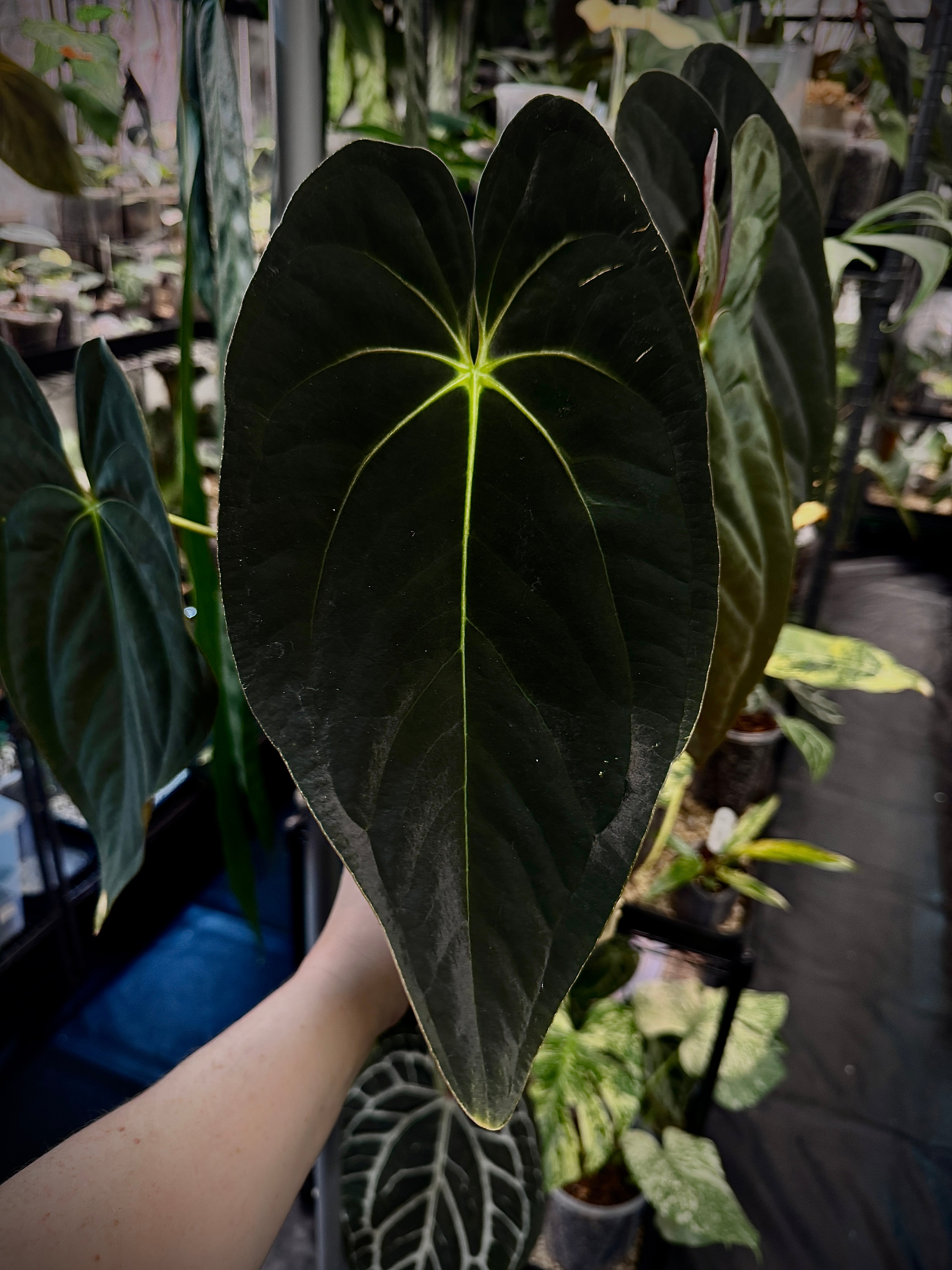 Anthurium DocBlock Michelle x Papillilaminum ‘Guna Yala’