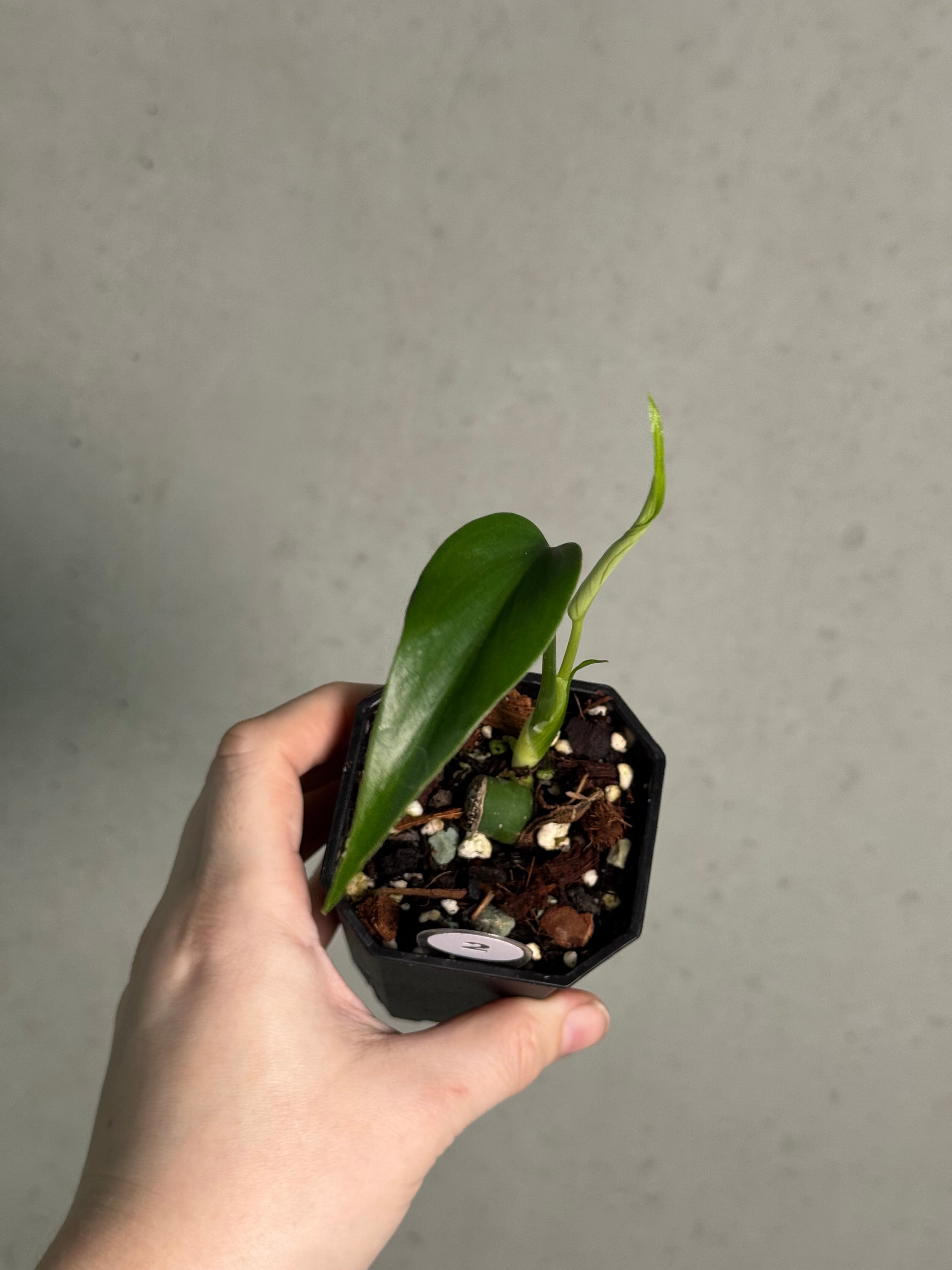 Monstera Burle Marx Flame - Clone - SMUKHI