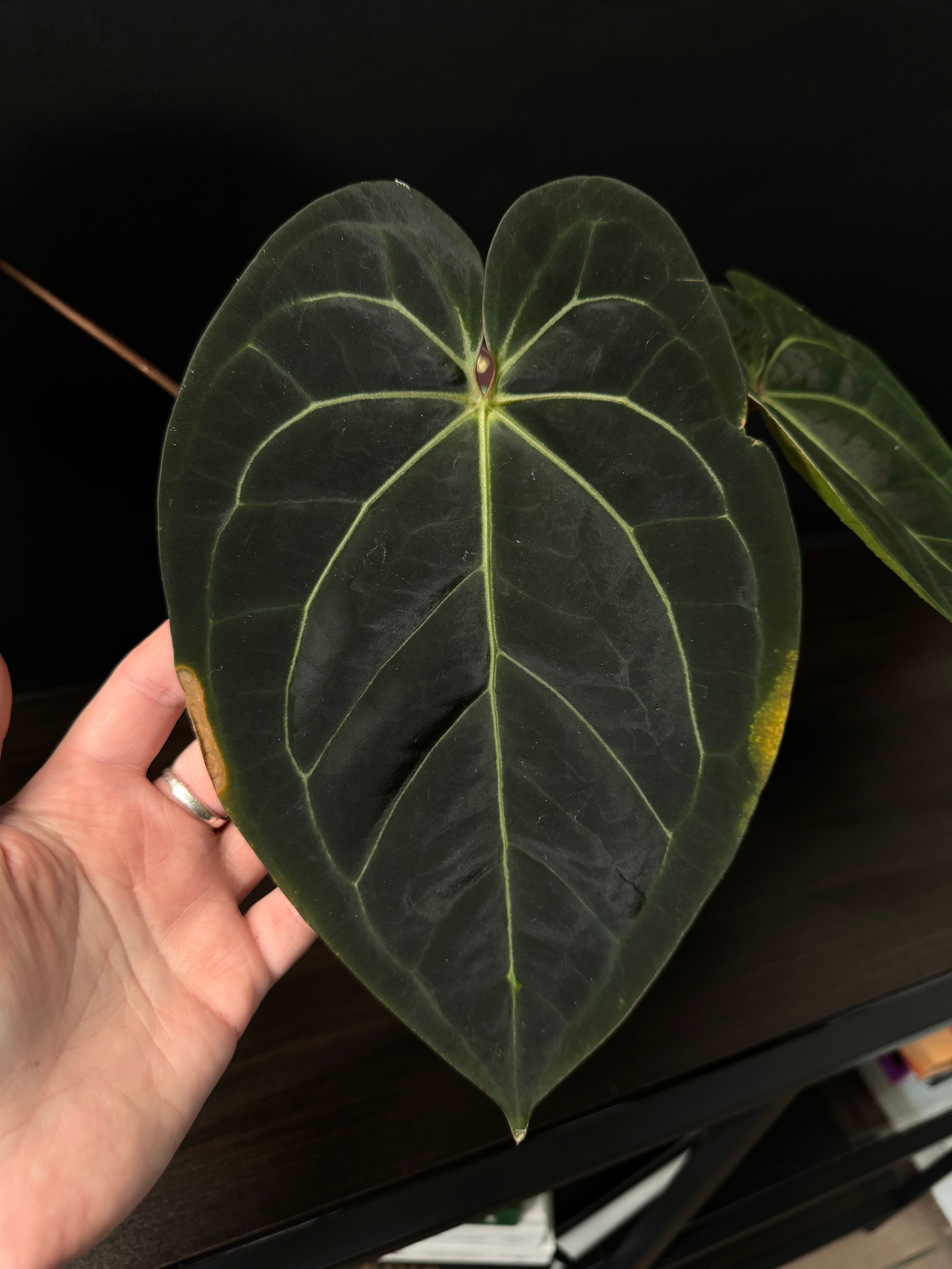 Anthurium Michelle '1' x Zara '52'