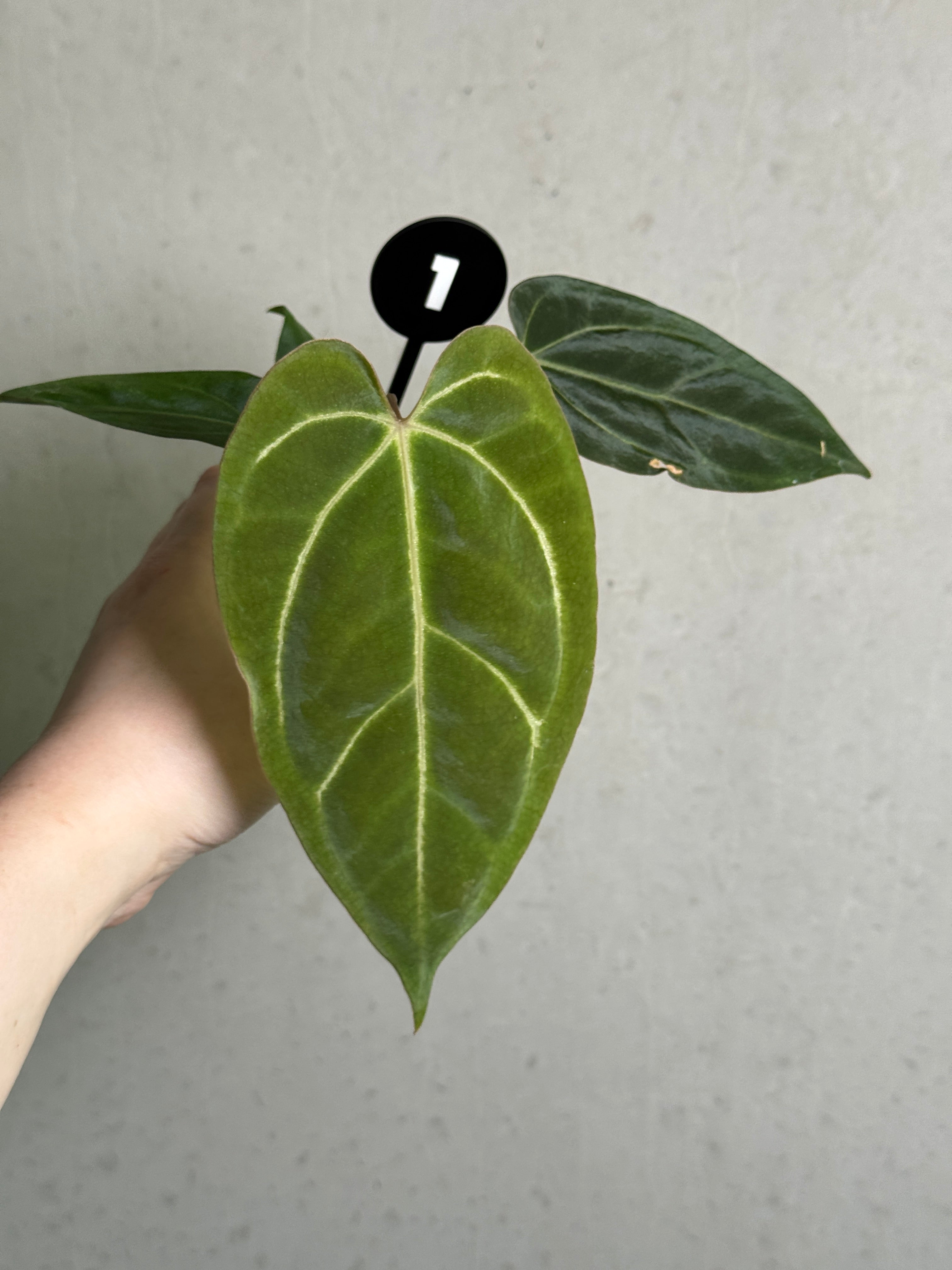 Crystallinaminum Anthurium Carlablackiae RA10 x sp. Nov plant with dark, glossy leaves and vibrant red spathes.