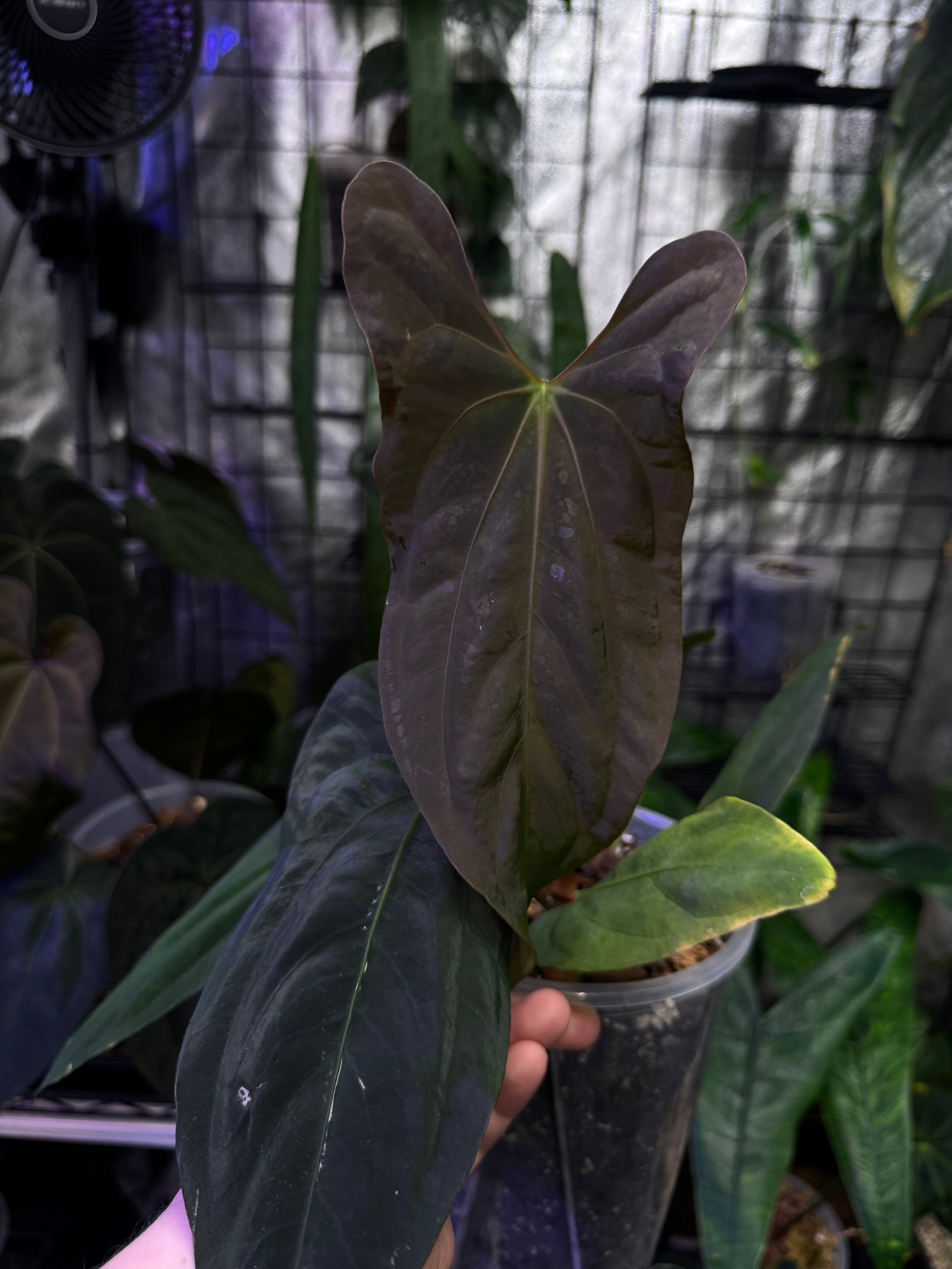 NFS: Anthurium Papillilaminum (Ree Gardens) #1