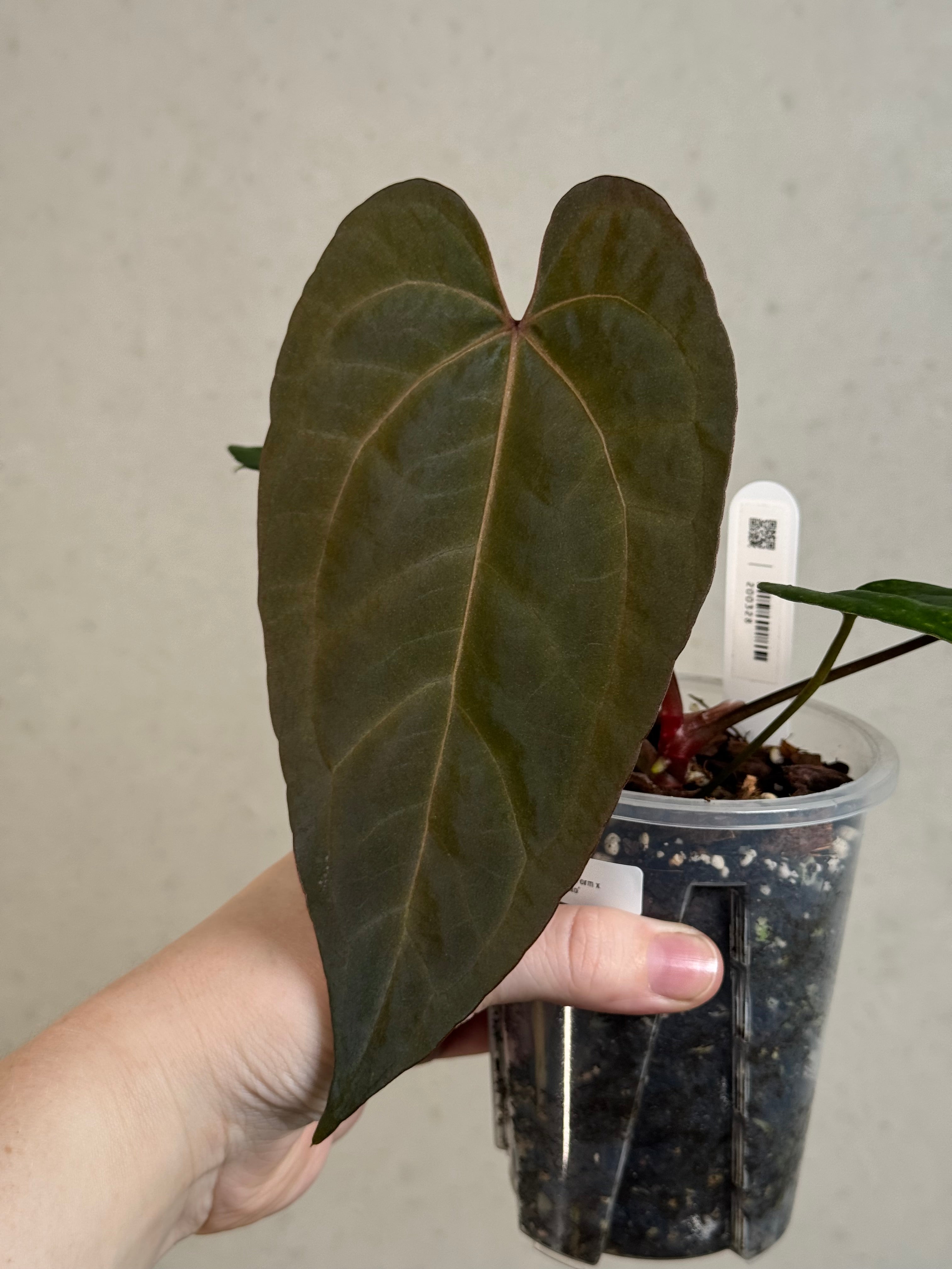 Anthurium Ace of Spades Dark Form x Portillae ‘Dorito’