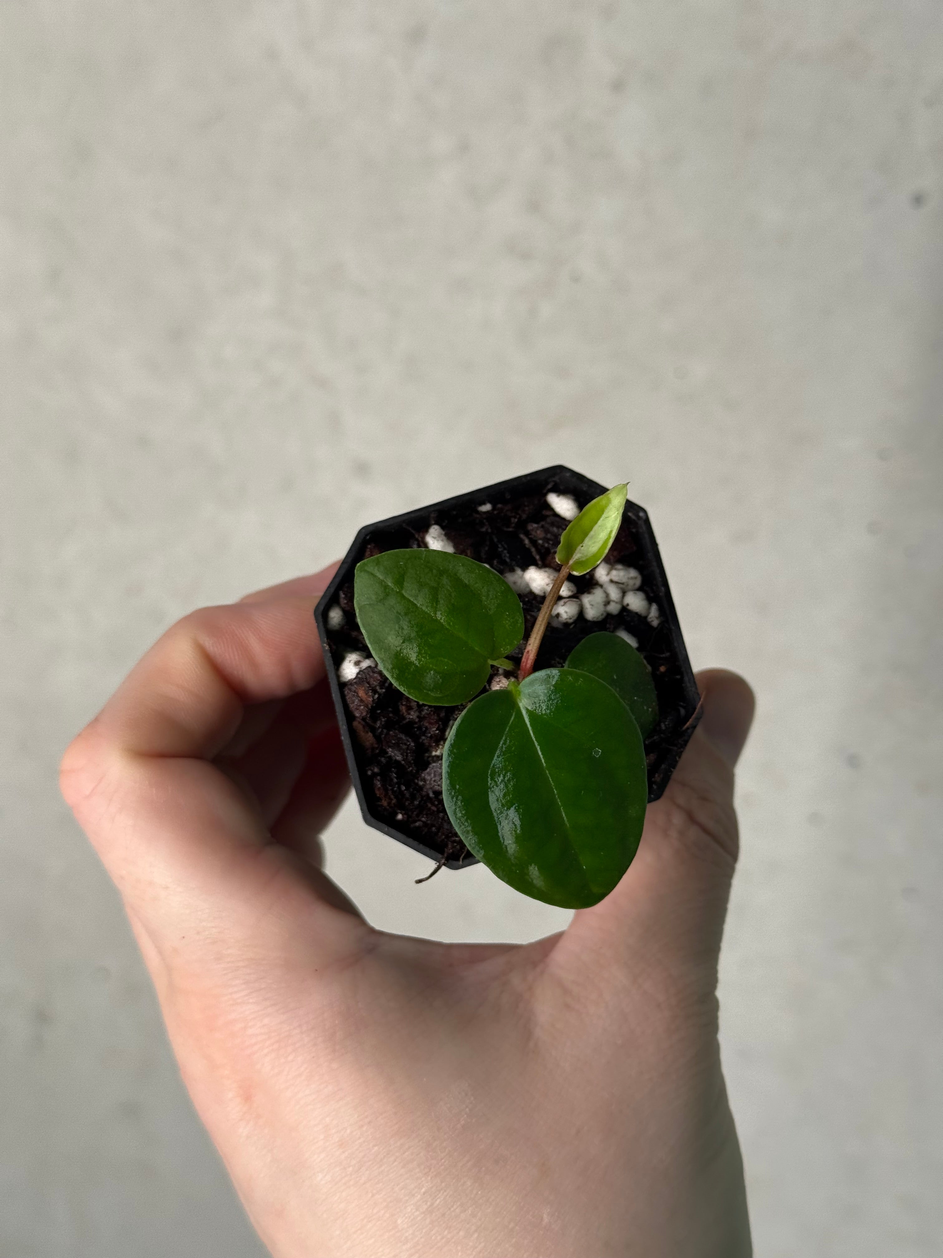 Anthurium (Ralph Lynam x self) x (Zara 29 x (Michelle x Zara 28))