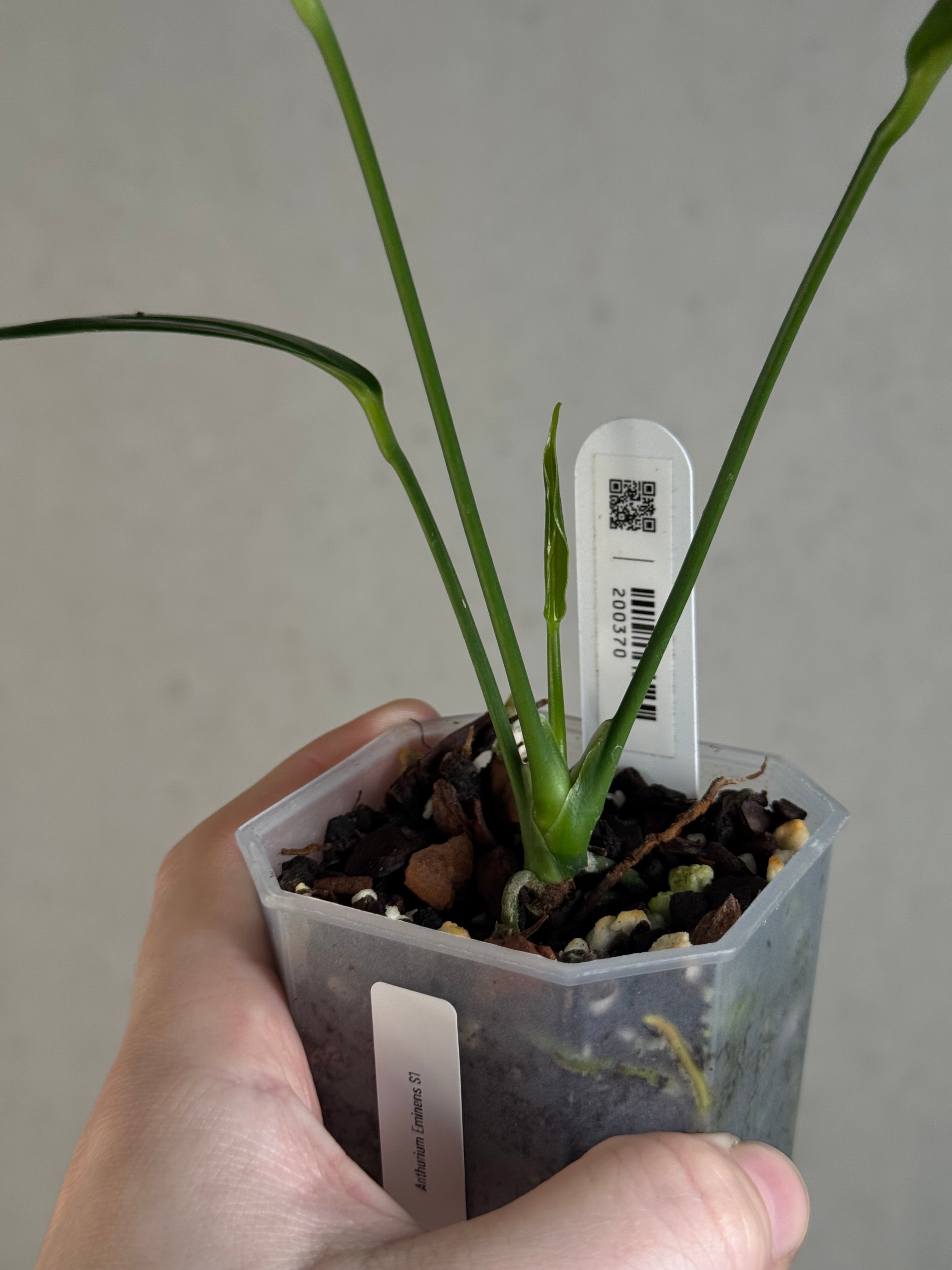 Anthurium Eminens S1
