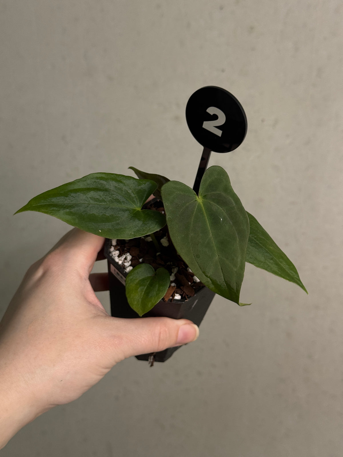 Crystallinaminum Anthurium FSxRL 'Shadow Reaper' hybrid plant with glossy dark green leaves and unique foliage, indoor plant.
