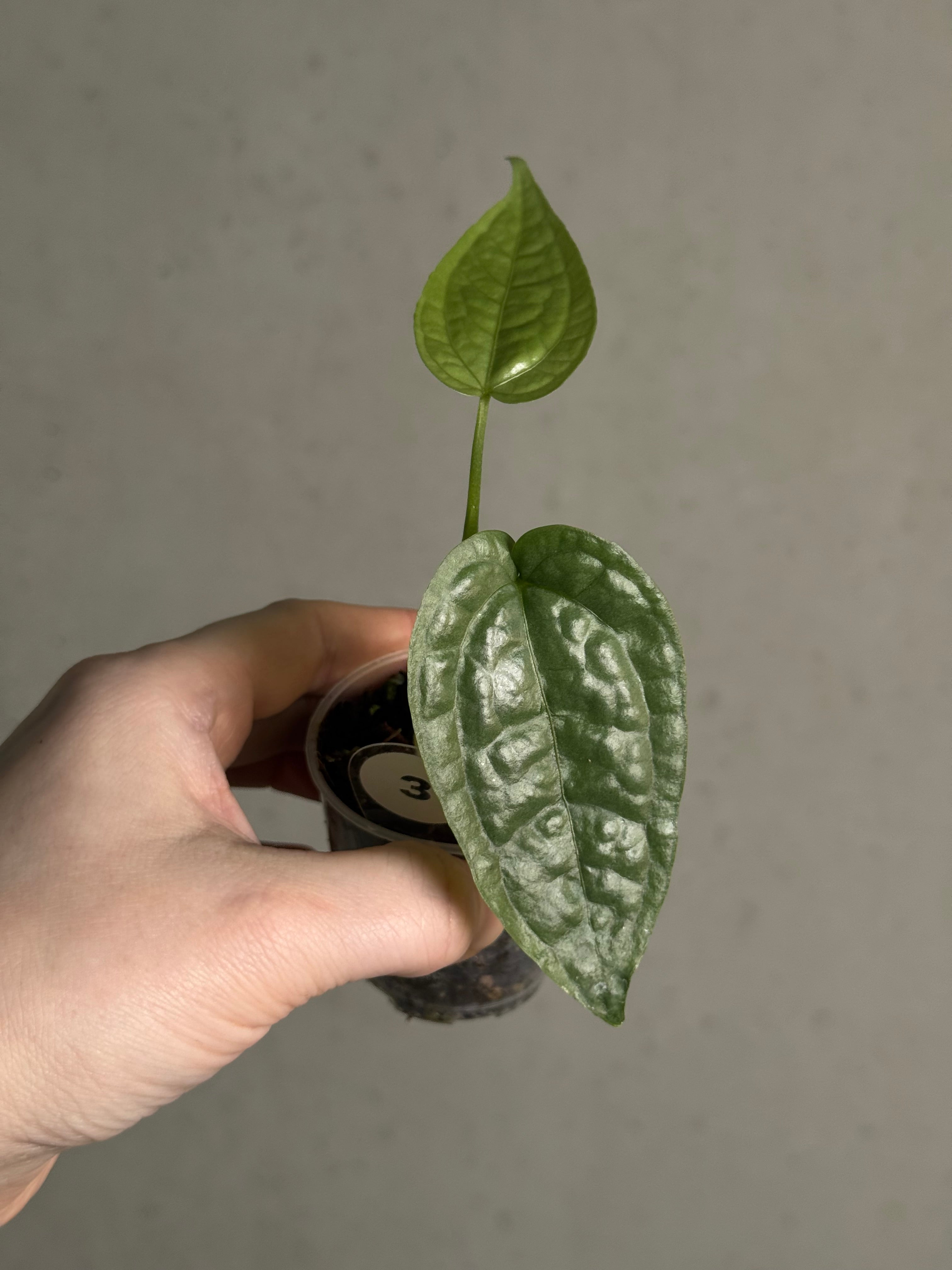 Anthurium sp. Limon - SMUKHI