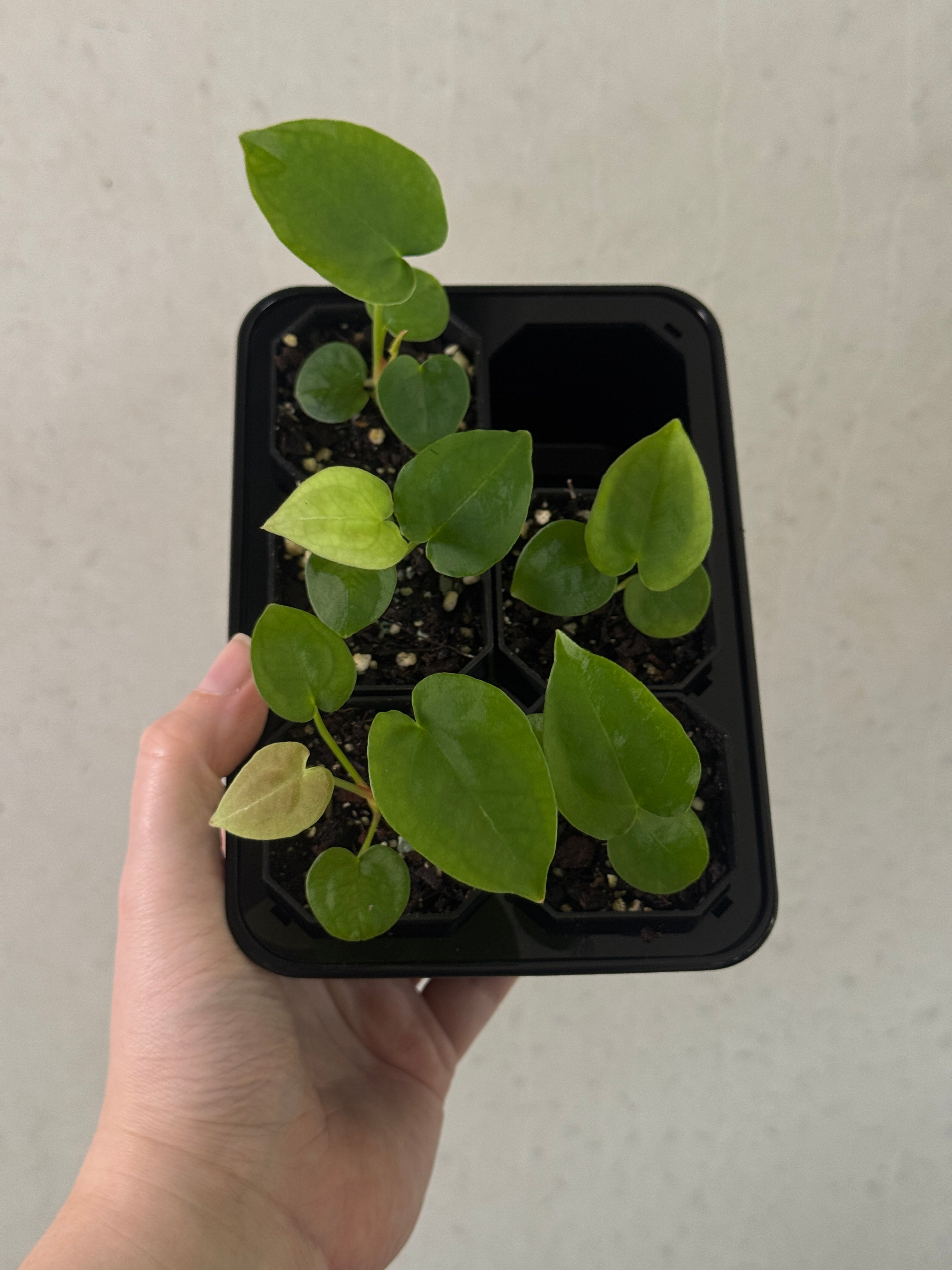 Anthurium Forgetii x open